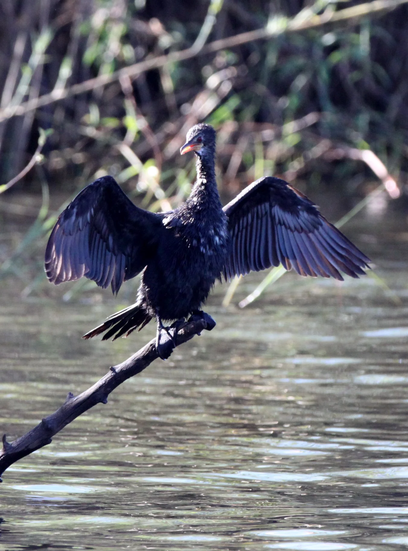  Microcarbo africanus - Reed Cormorant - Chobe National Park, Botswana (10).JPG