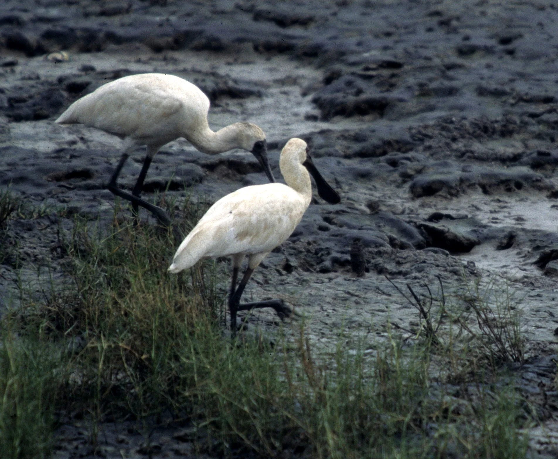 BIRD - SPOONBILL - ROYAL SPOONBILL - CAIRNS HARBOR.jpg
