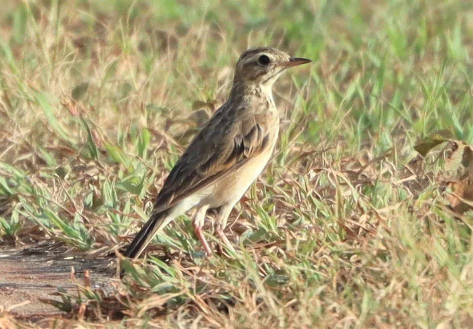 Paddyfield Pipit (Anthus rufulus) KHON KAEN SEWAGE TREATMENT PLANT KHON KAEN UNIVERSITY  (10).jpg