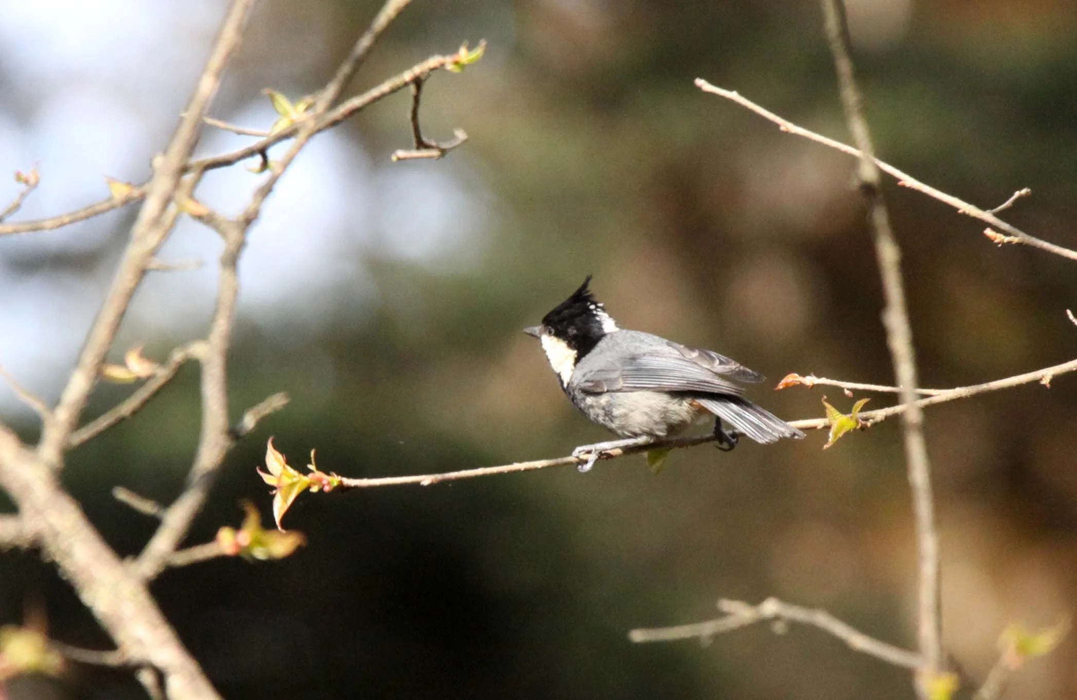 Rufous-vented Tit (Periparus rubidiventris) Wawu-shan Geopark, Shichuan China (2).JPG