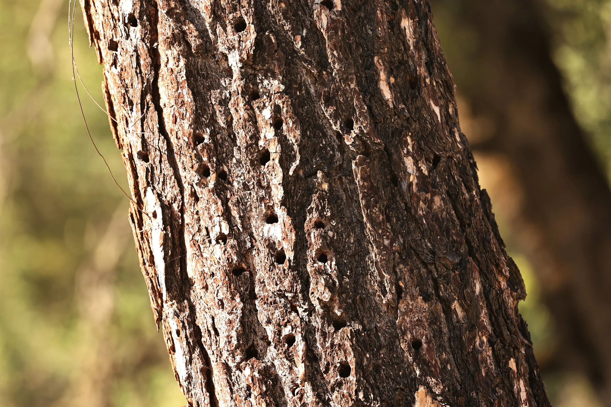Melanerpes formicivorus - ACORN WOODPECKER - CACHE - YOSEMITE NATIONAL PARK CALIFORNIA AUGUST 2022 (2).jpg