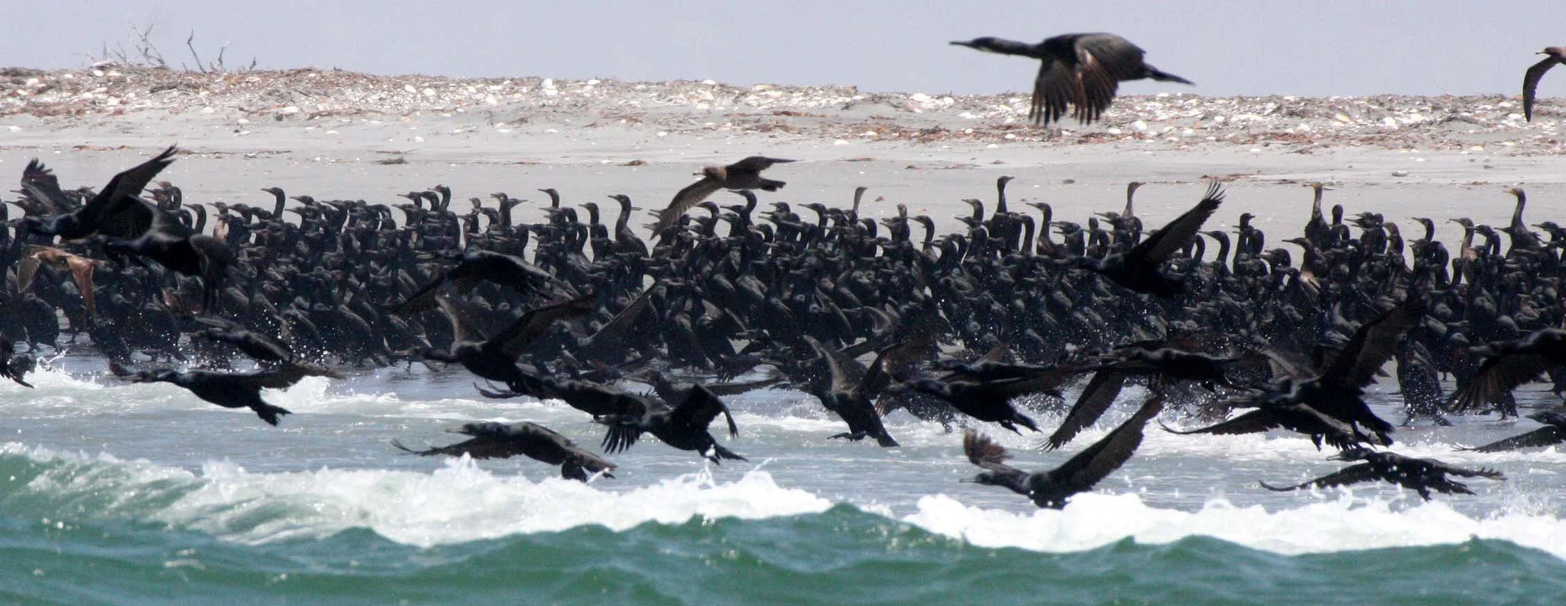 Urile penicillatus - Brandt's Cormorant - San Ignacio Lagoon, Baja California (51).JPG