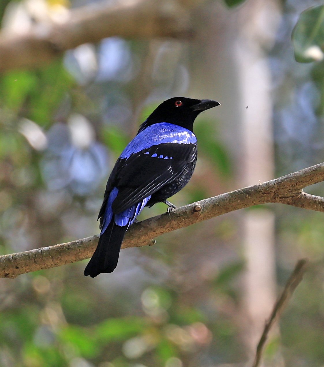 Asian Fairy-bluebird (Irena puella) Khao Yai National Park Feb 2026 Day 2 (13).jpg