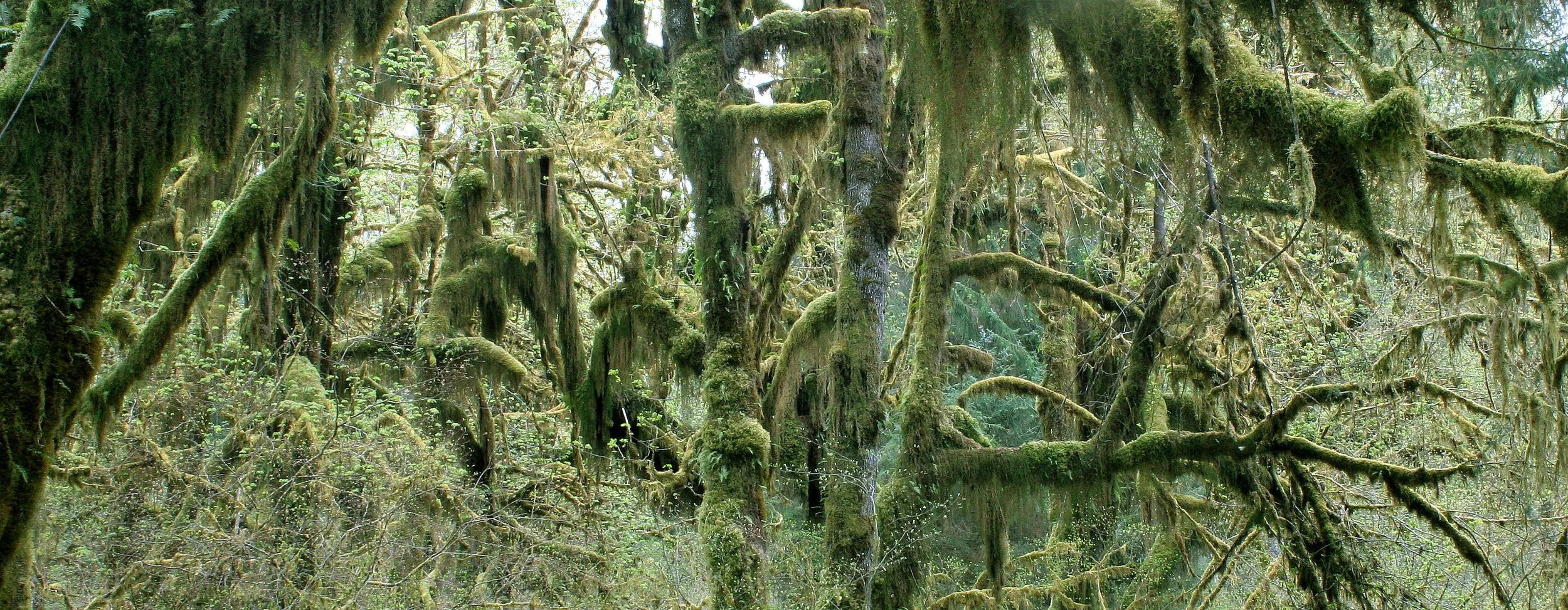 HOH RIVER VALLEY - HALL OF MOSSES (33).JPG
