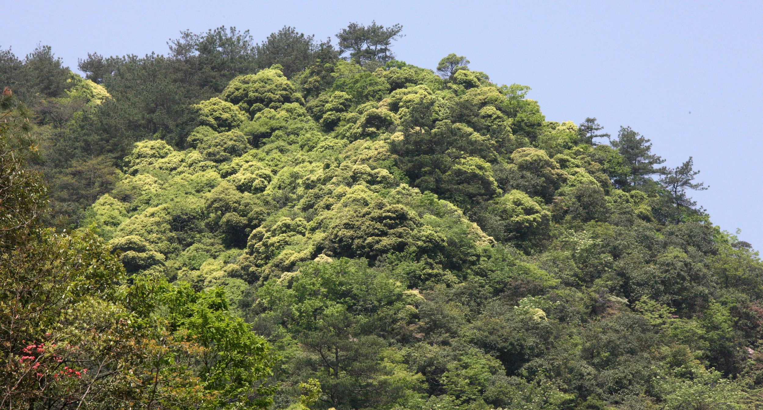 MONKEY VALLEY - FUXI VILLAGE NEAR HUANGSHAN CHINA (8).JPG