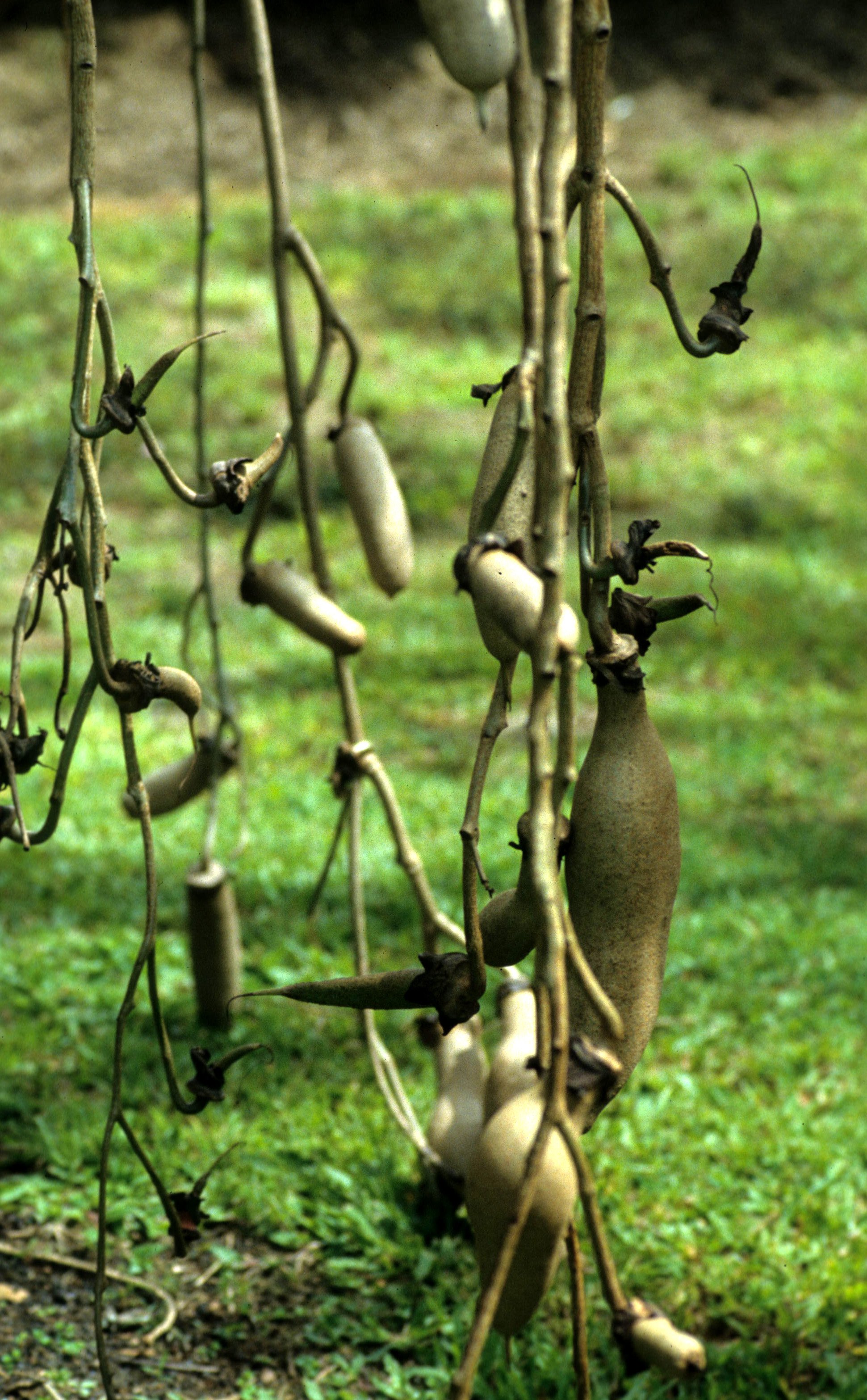 HAWAII - HAWAII - SAUSAGE TREE - KIGELLA PINNATA.jpg