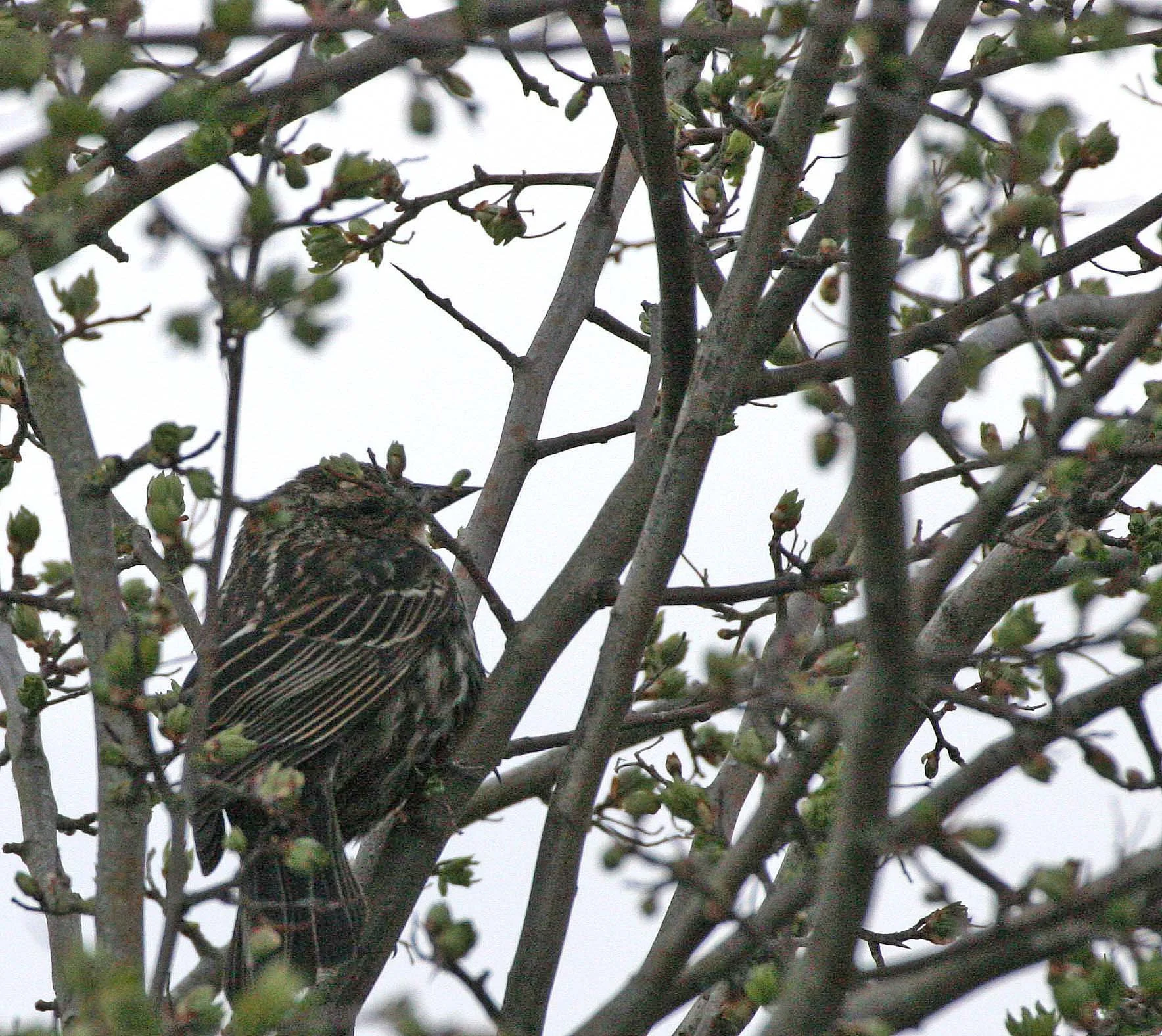 Red-winged Blackbird (Agelaius phoeniceus) Jamestown Olympic Peninsula Washington (26).JPG