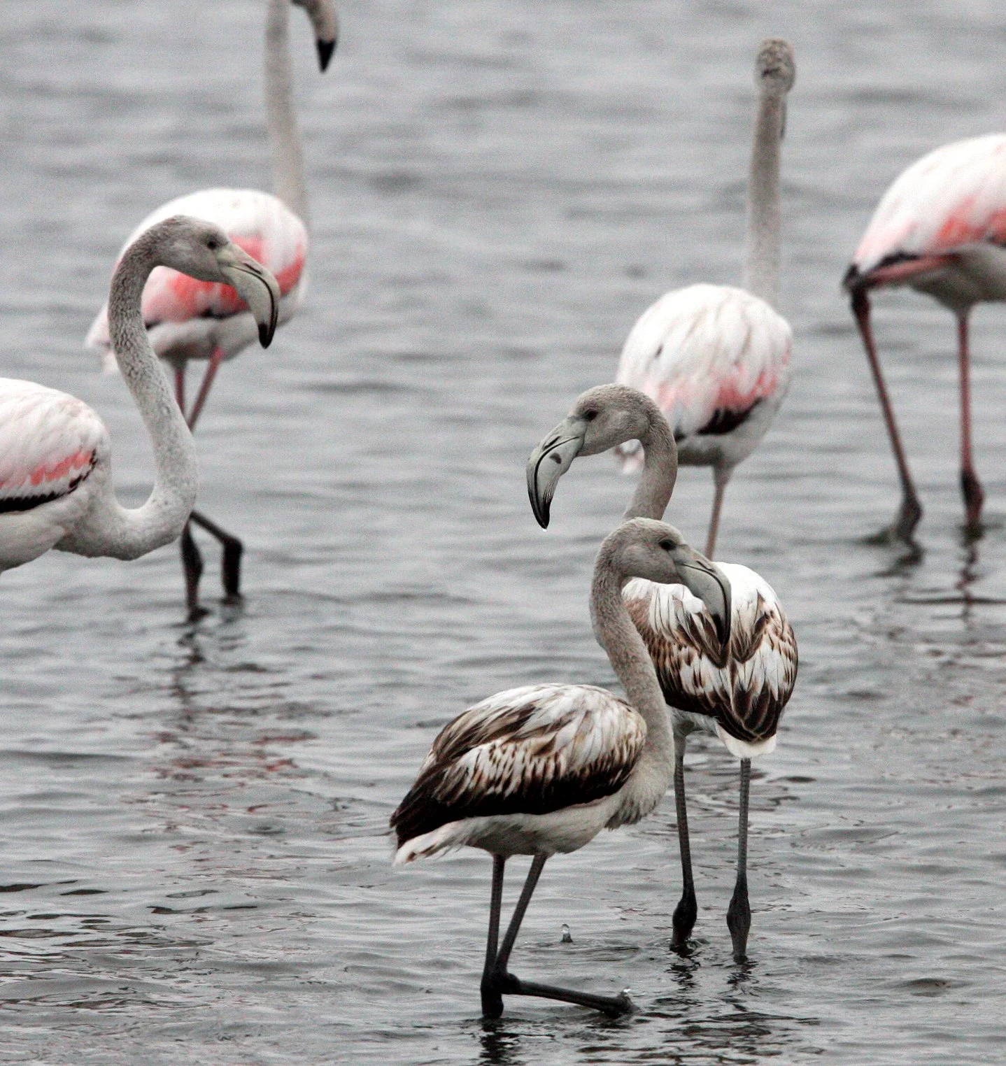 Phoenicopterus roseus - Greater Flamingo - Walvis Bay Namibia (17).JPG