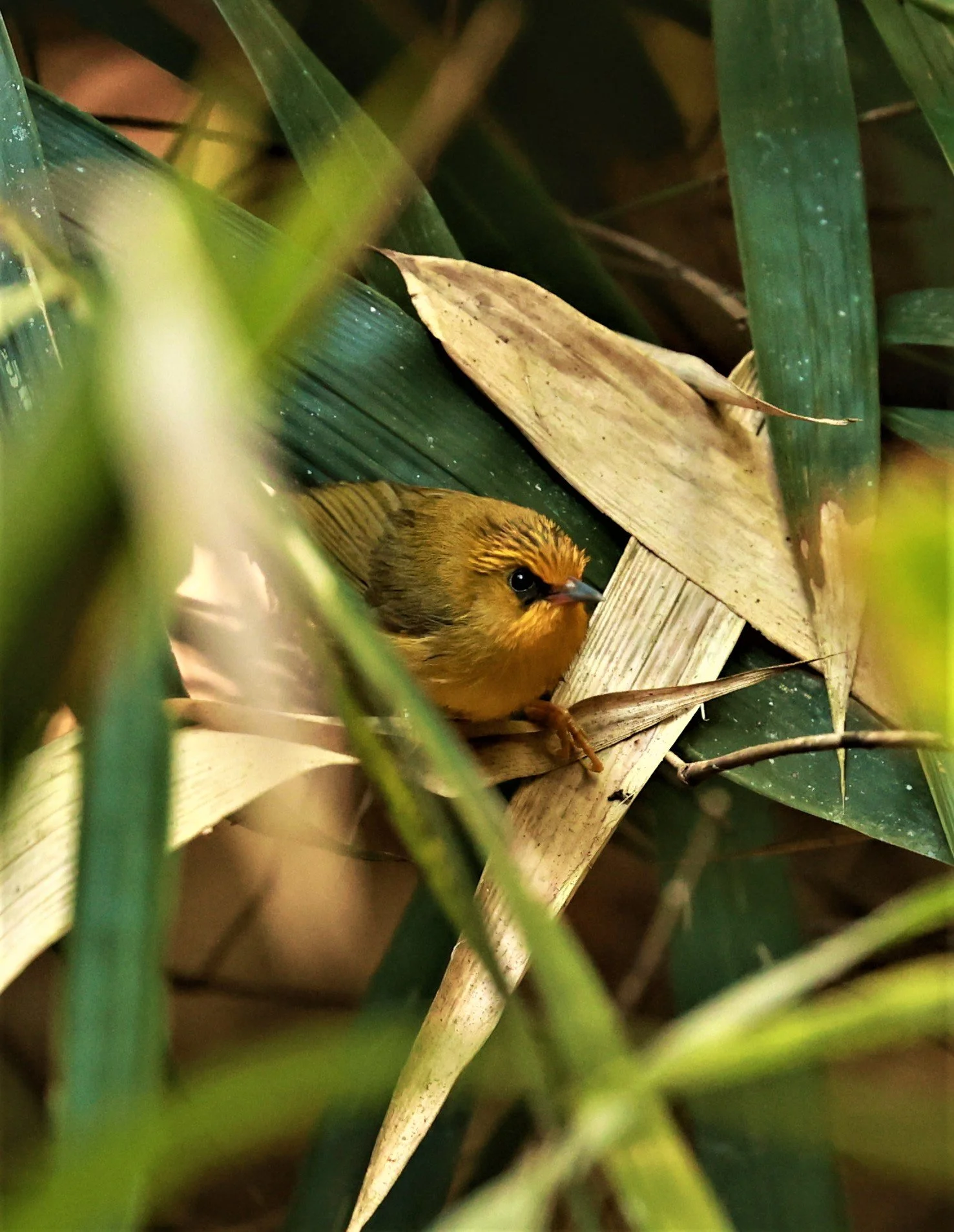 BABBLER - GOLDEN BABBLER  - Cyanoderma chrysaeum - PHU SUAN SAI NATIONAL PARK LOEI PROVINCE (12).jpg