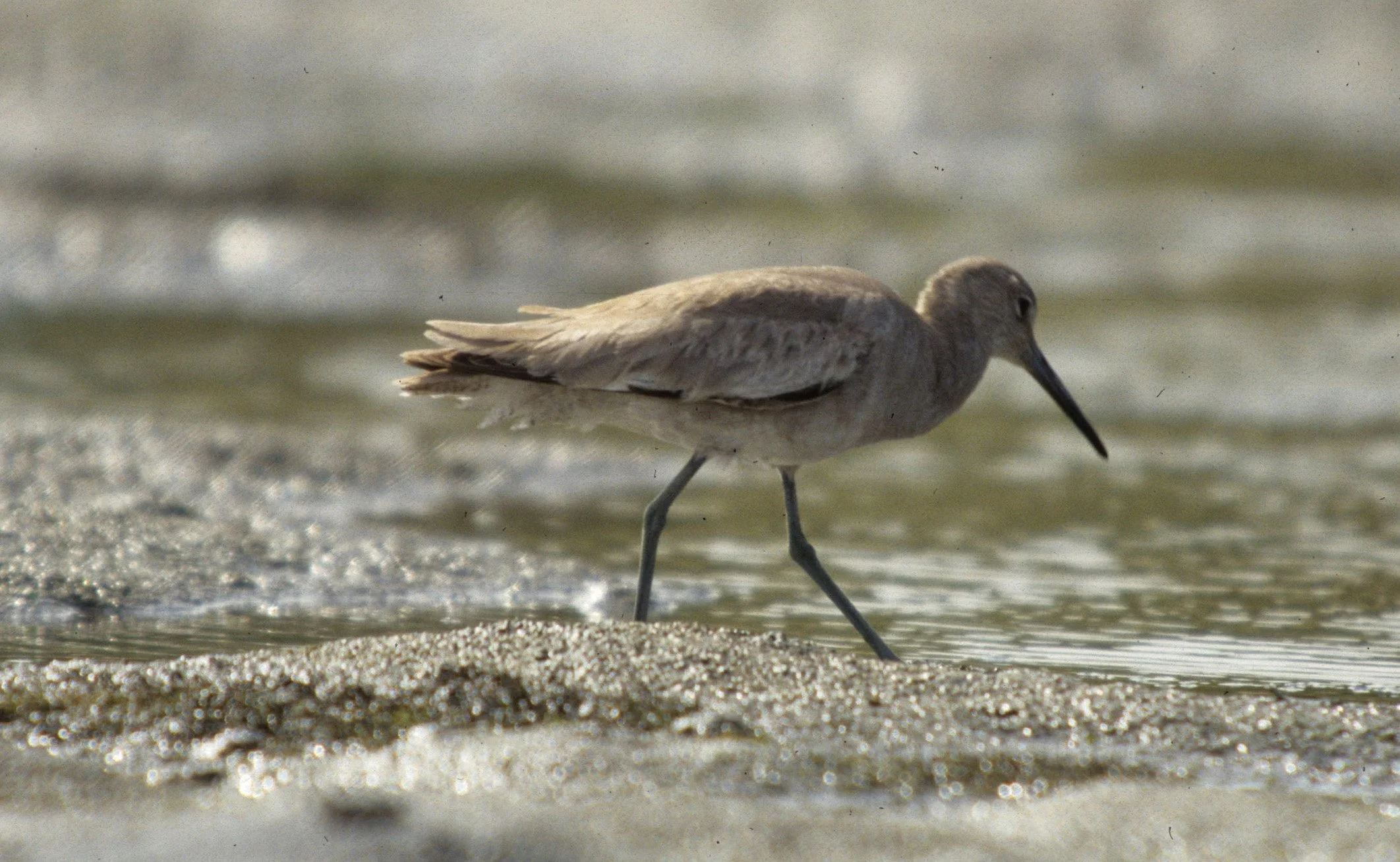 BIRD - WILLET - BODEGA BAY.jpg