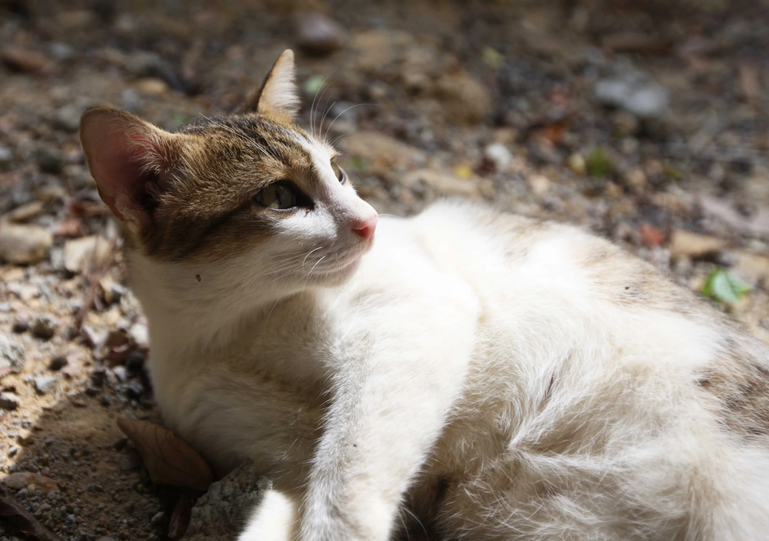 2015 Koh Lanta Songkran with friends from ISB (35).JPG