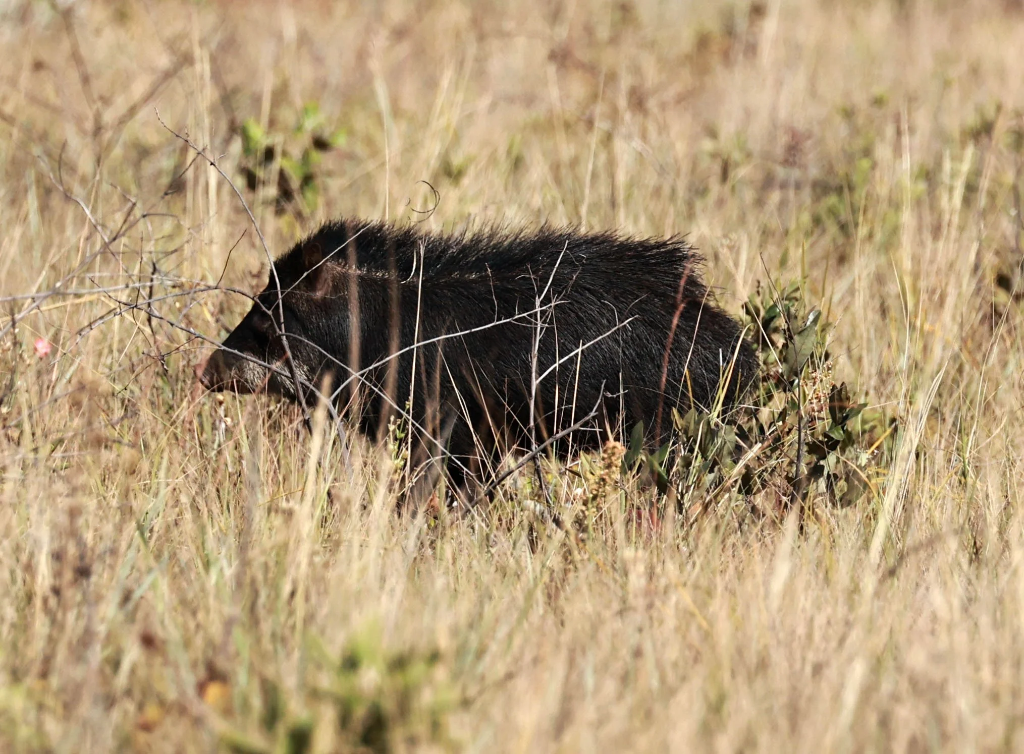Tayassu pecari - White-lipped Peccary - Emas National Park, Goias State, Brazil (30).jpg