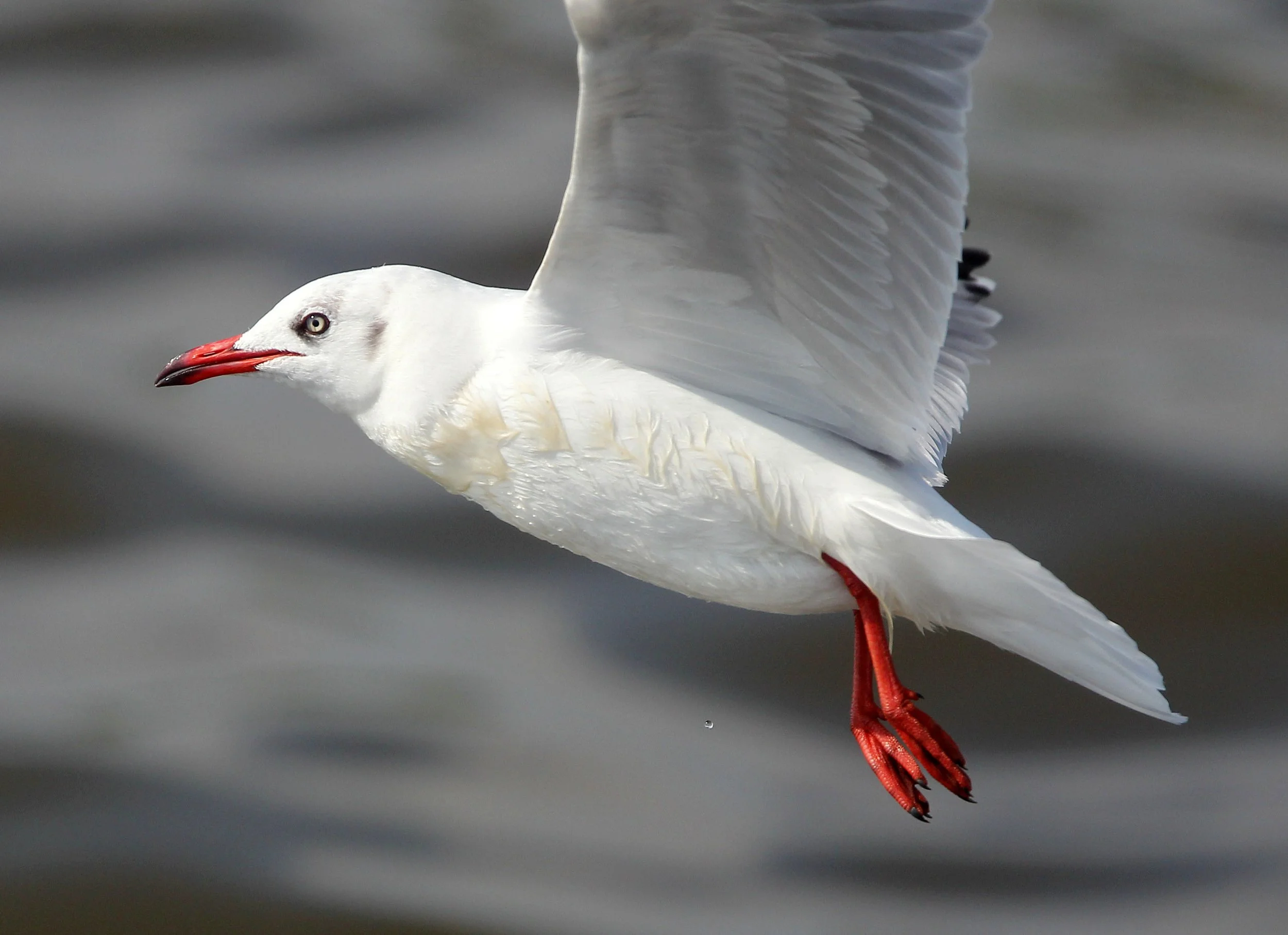 BIRD - GULL - BROWN HEADED GULL - BANG PU NATURE RESERVE THAILAND (5).JPG