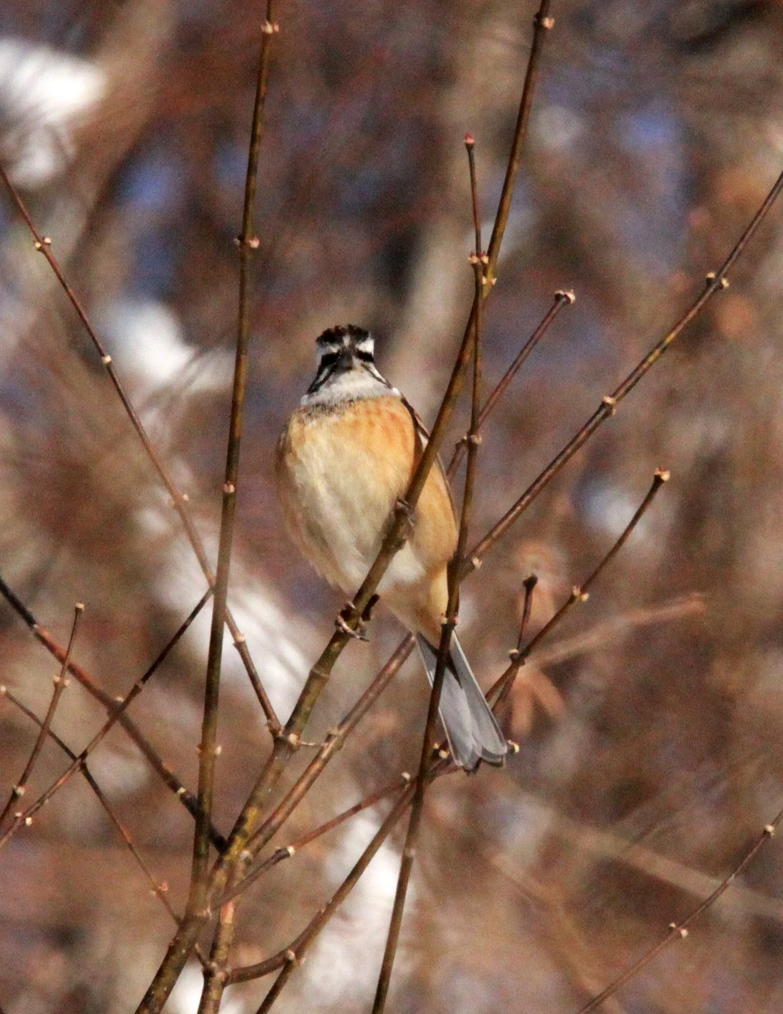 Rustic Bunting (Emberiza rustica) Shiobutsu Onsen Karuizawa Japan (2).JPG