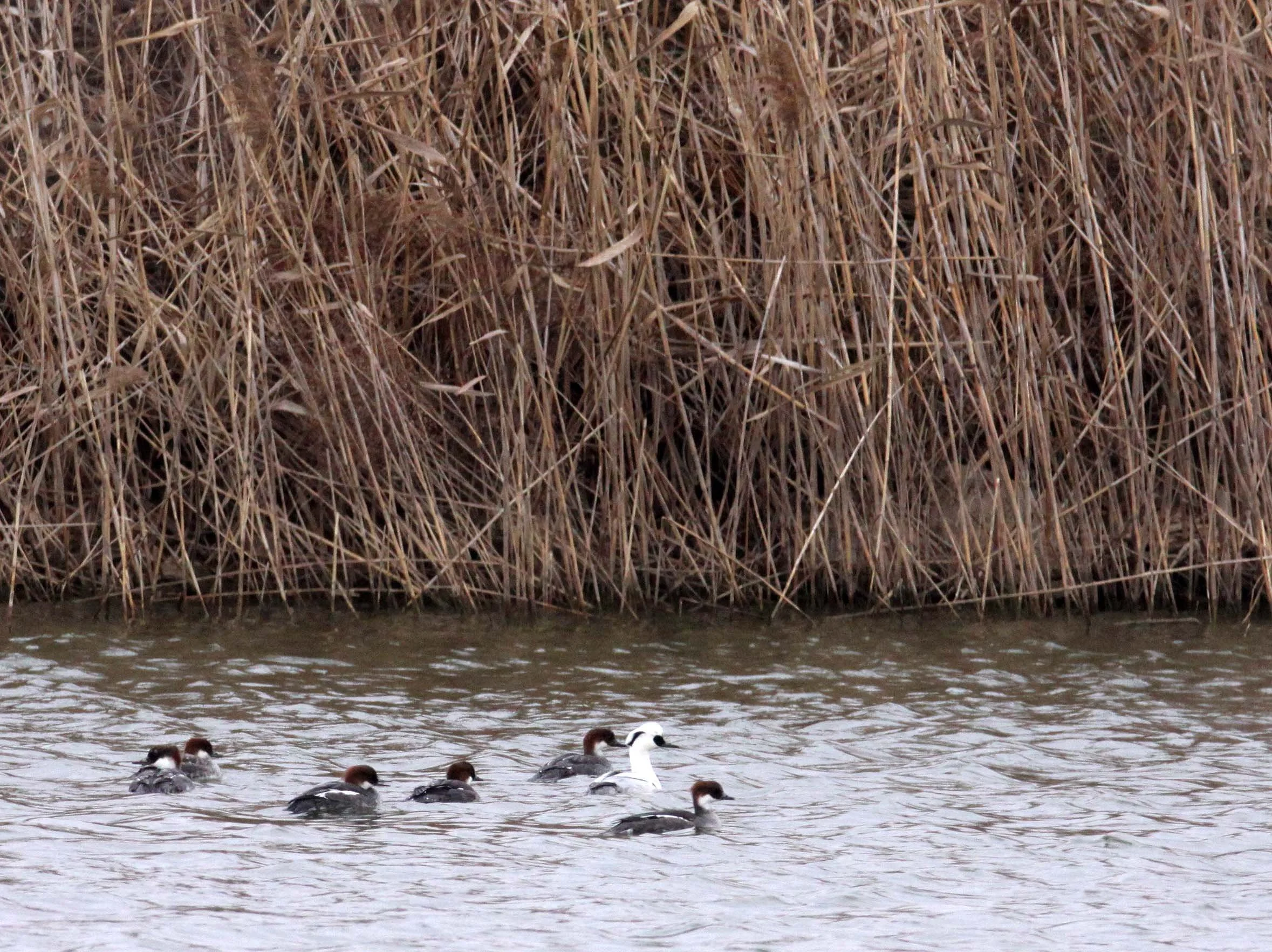 SMEW - Mergellus albellus - YANCHENG CHINA (13).JPG