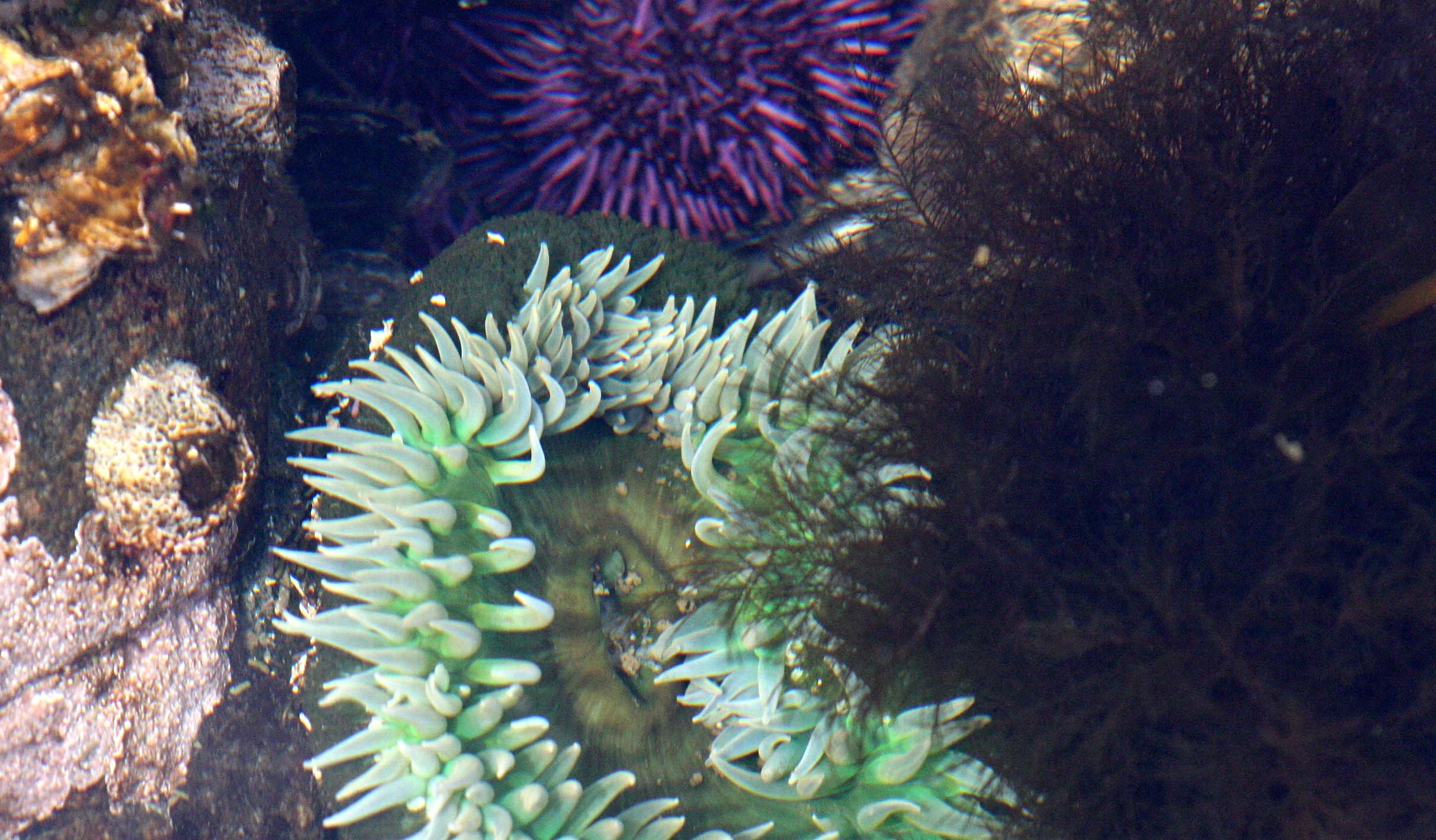 INVERTS - MARINE INTERTIDAL - CNIDARIAN - ANTHOPLEURA XANTHOGRAMMICA - SALT CREEK WASHINGTON.JPG