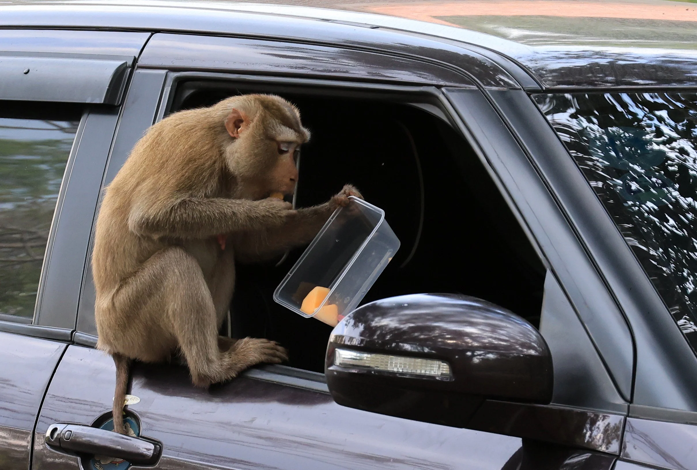 Northern Pig-tailed Macaque (Macaca leonina) Khao Yai National Park Feb 2026 Day 2 (13).jpg