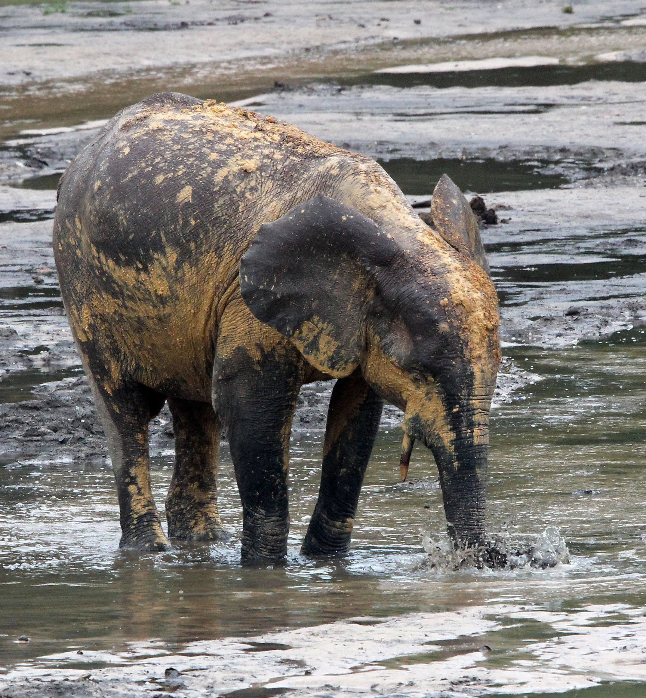 ELEPHANT - FOREST ELEPHANT - DZANGA BAI - DZANGA NDOKI NP CENTRAL AFRICAN REPUBLIC (93).JPG