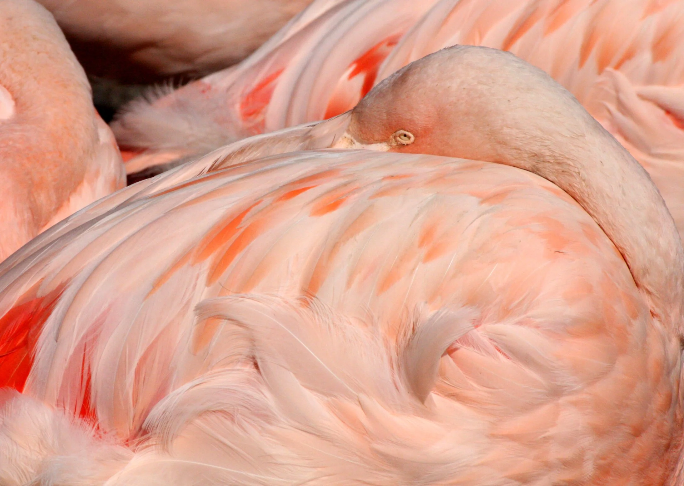 Phoenicopterus ruber - American Flamingo - Woodland Park Washington (4).JPG