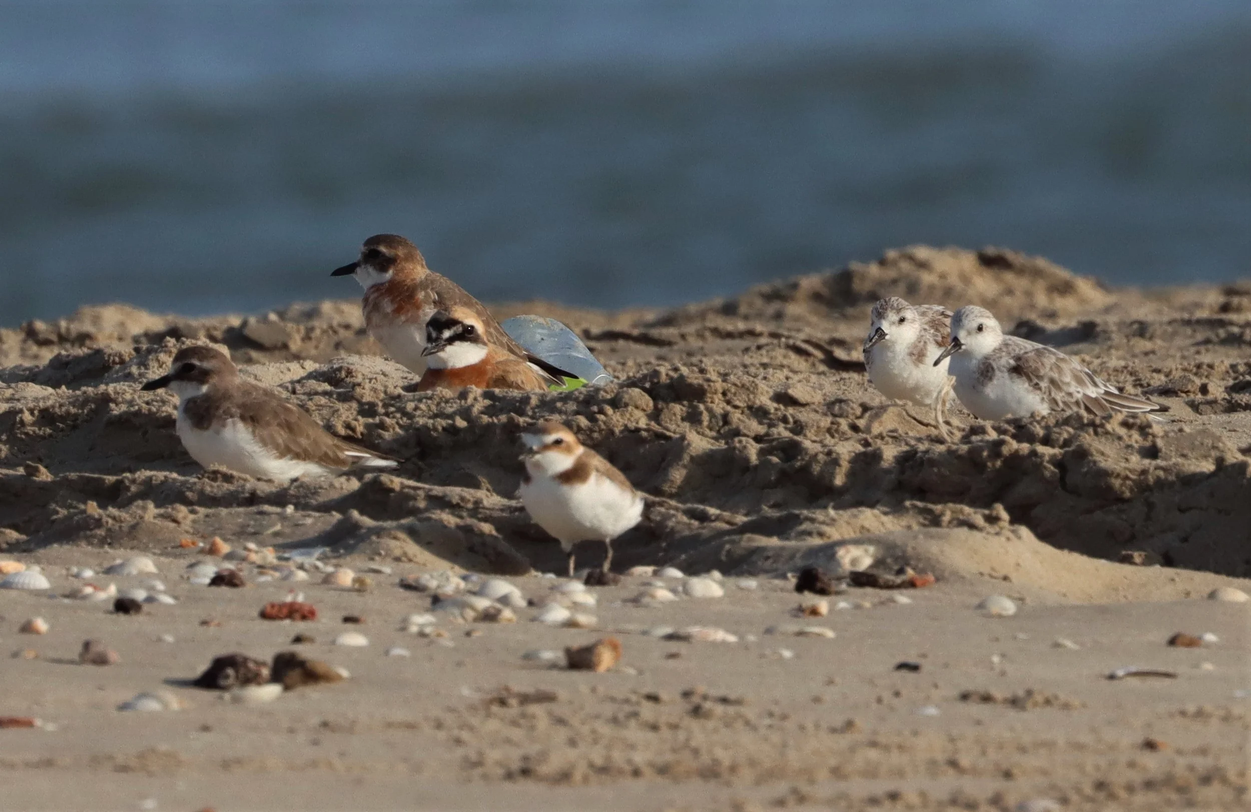 PLOVER - LESSER SAND-PLOVER - Charadrius mongolus - LAEM PAK BIA PETBURI - KENTISH PLOVERS AND SANDERLINGS TOO (12).jpg