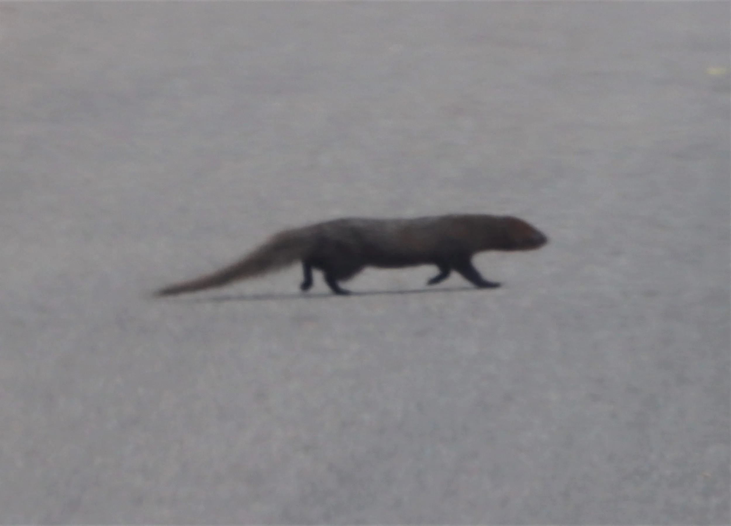 Herpestes javanicus - Javan Mongoose — Coke Smith Wildlife