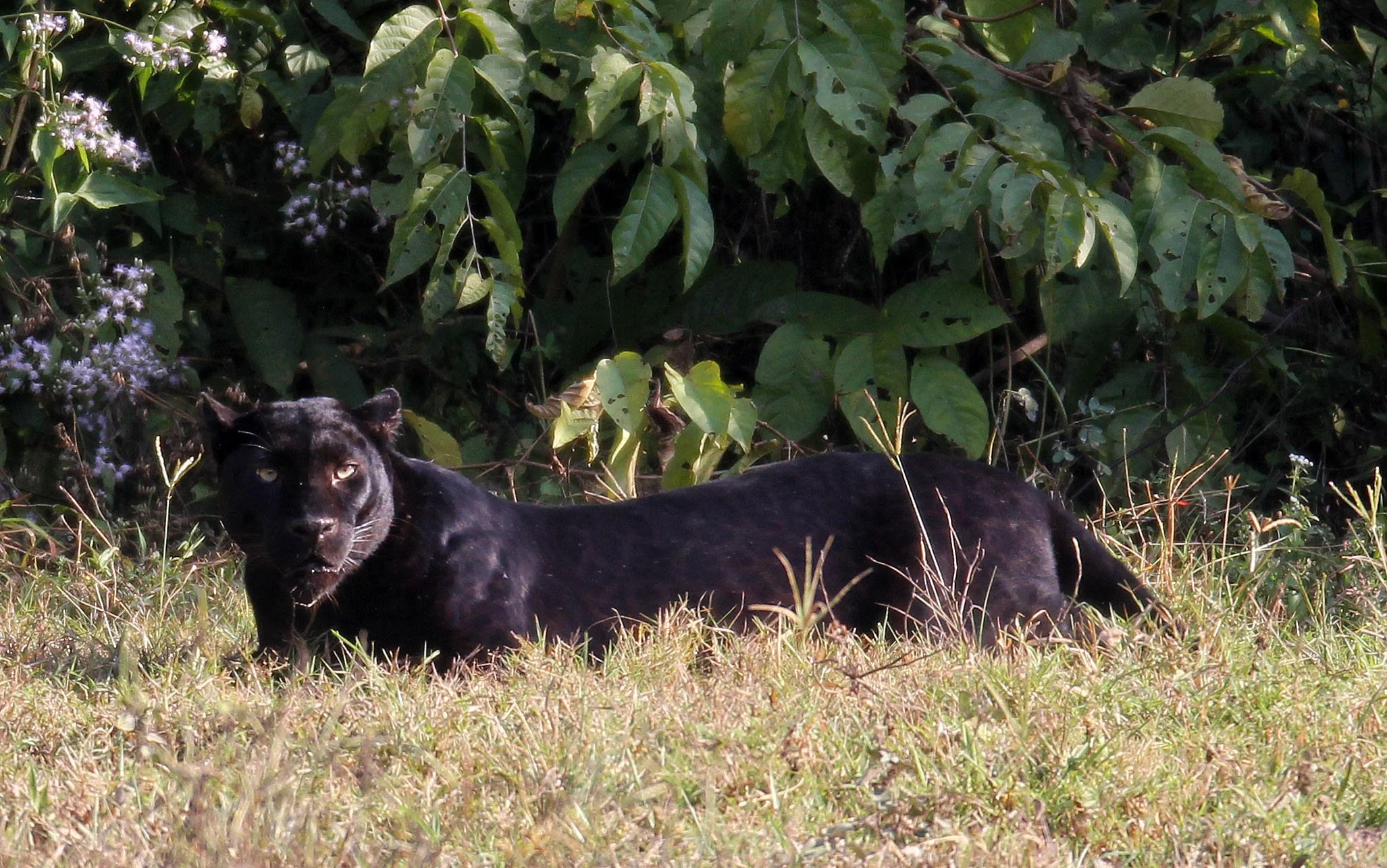 Panthera pardus delacouri - INDOCHINESE LEOPARD - MELANISTIC FORM - HUAI KHA KHAENG - KAPOK KAPIEN STATION & MINERAL LICK - THAI (44).JPG