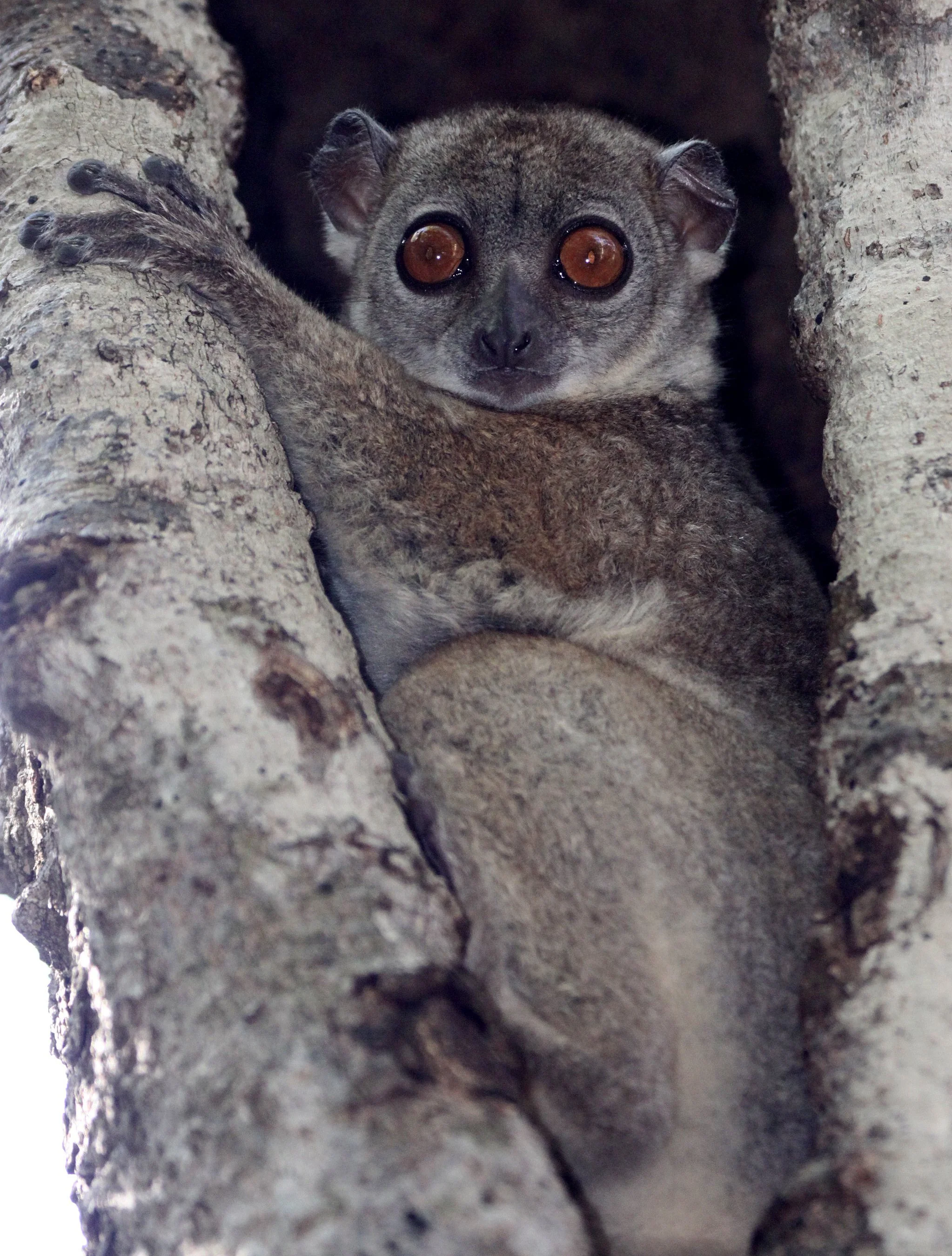 LEPILEMURIDAE - Lepilemur septentrionalis - SAHAFARY SPORTIVE LEMUR - ANKARANA NATIONAL PARK MADAGASCAR (37).JPG