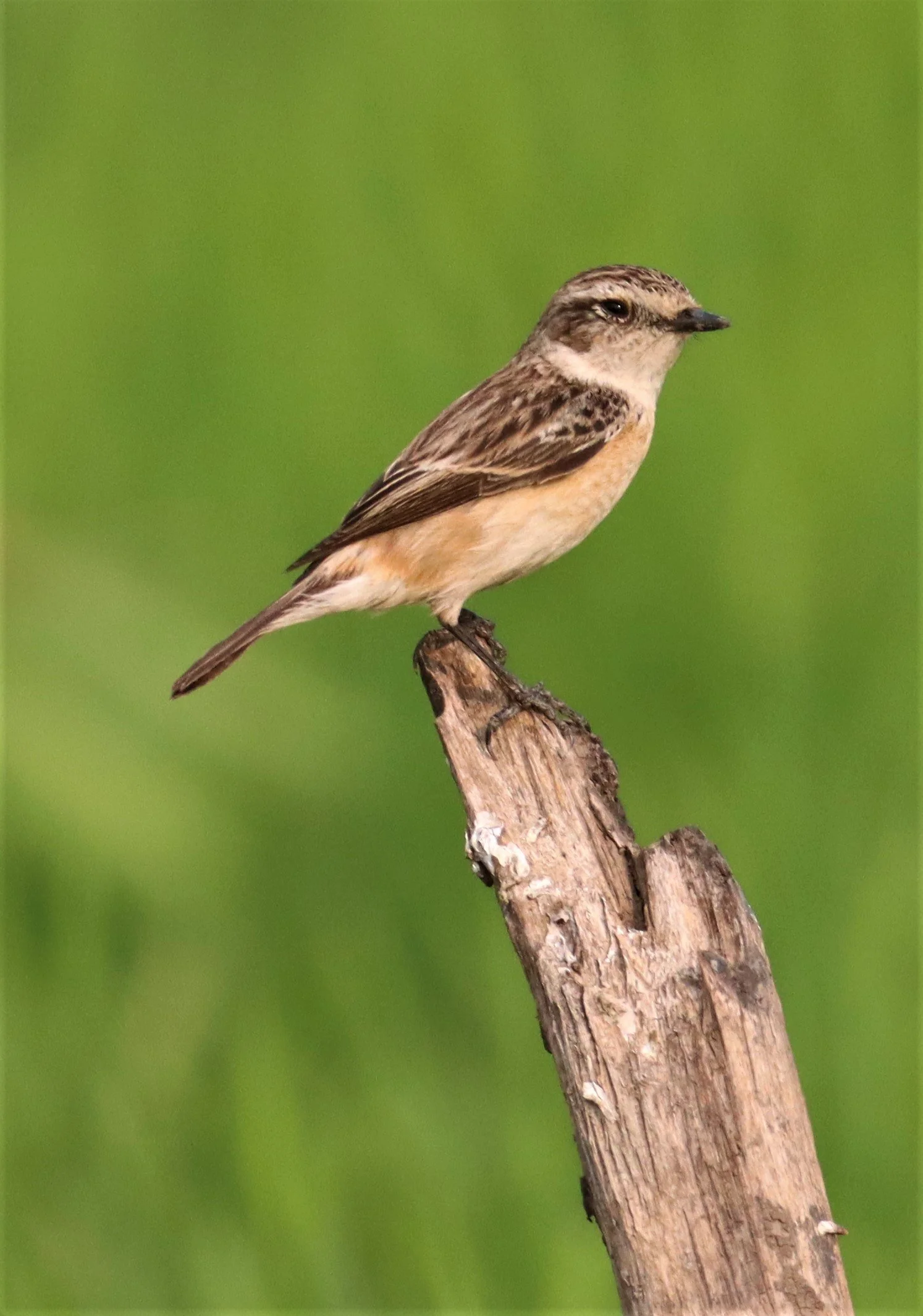STONECHAT - SIBERIAN STONECHAT - Saxicola maurus - LAT KRABANG WETLANDS NEAR BKK (22).jpg