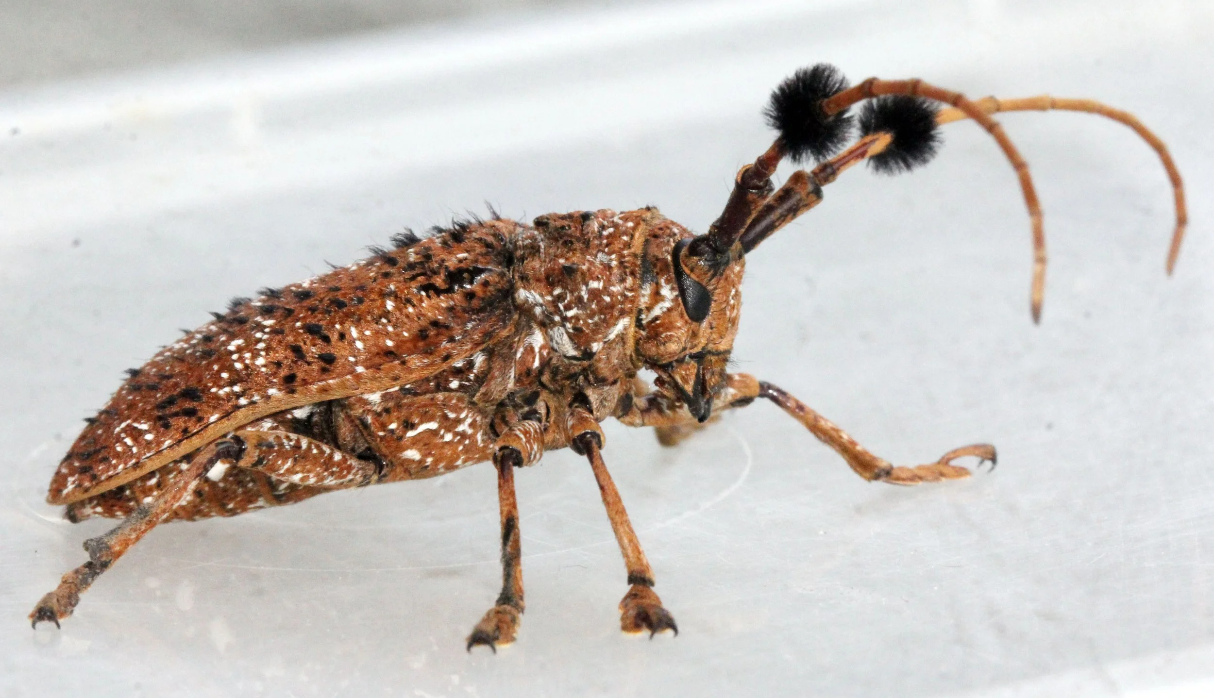 2014 Koh Kret Nonthaburi Bike Ride (102).JPG