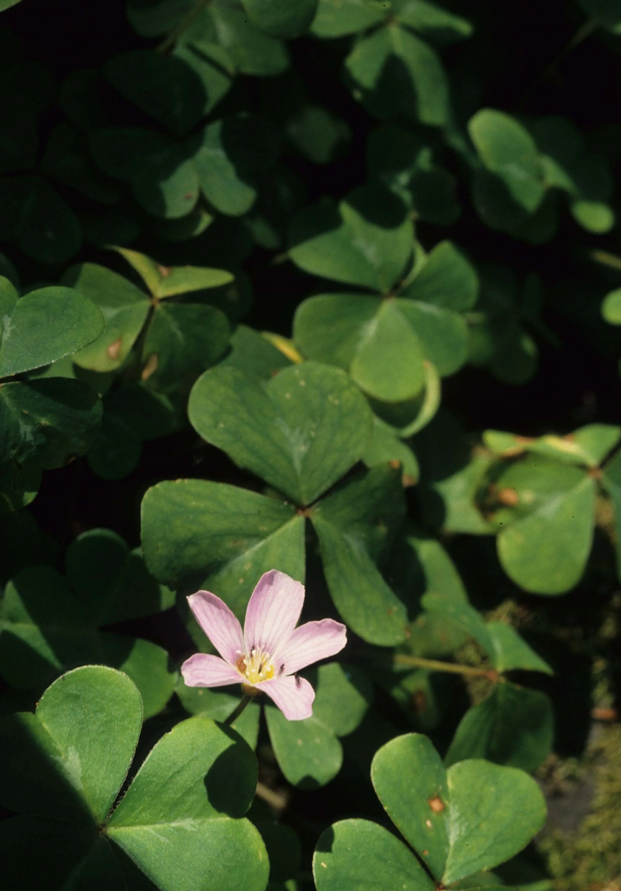 CALIFORNIA - REDWOODS NP - OXALIS SPECIES.jpg