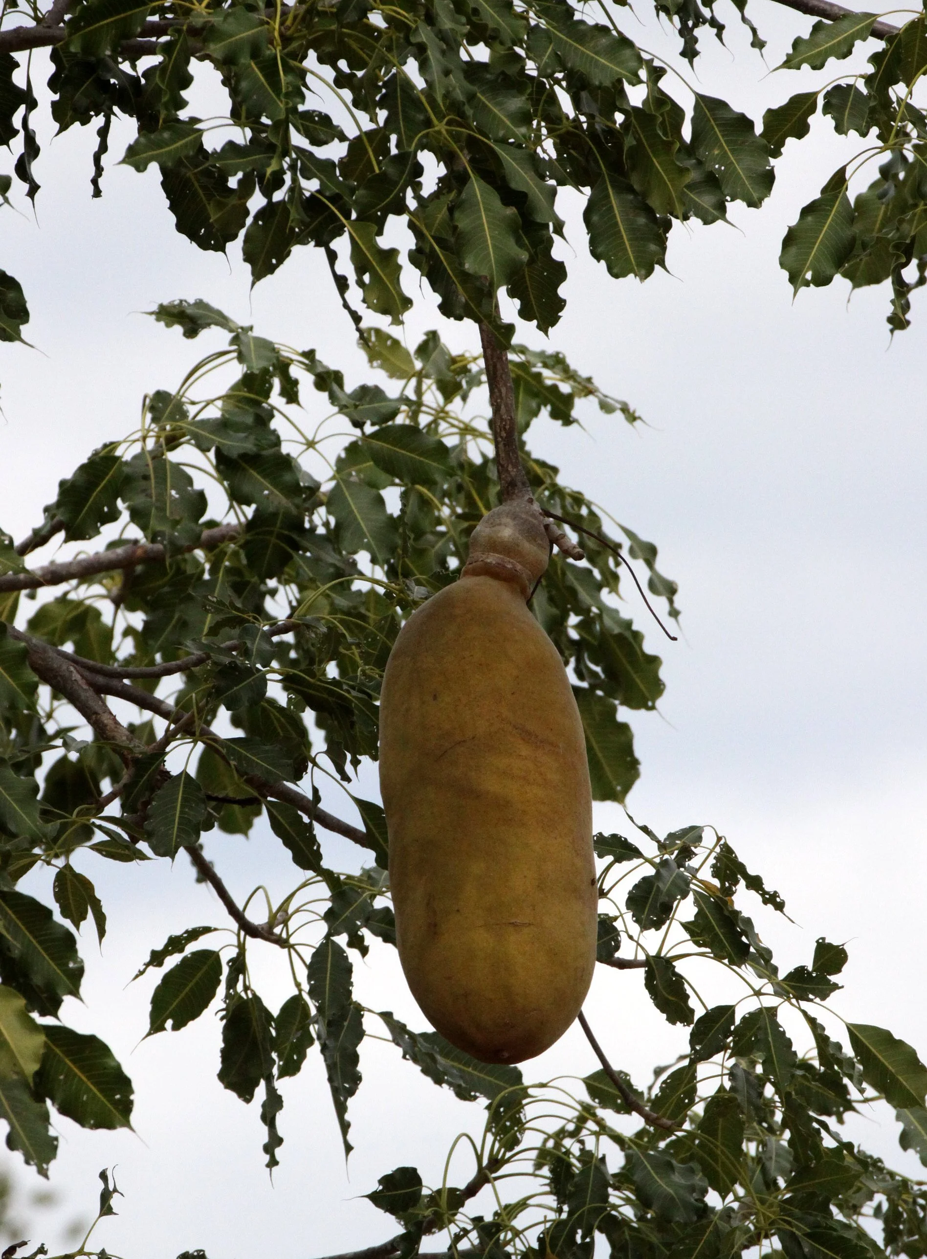 PLANT - TREE SPECIES WITH FRUIT - ANDOHAHELA NATIONAL PARK.JPG