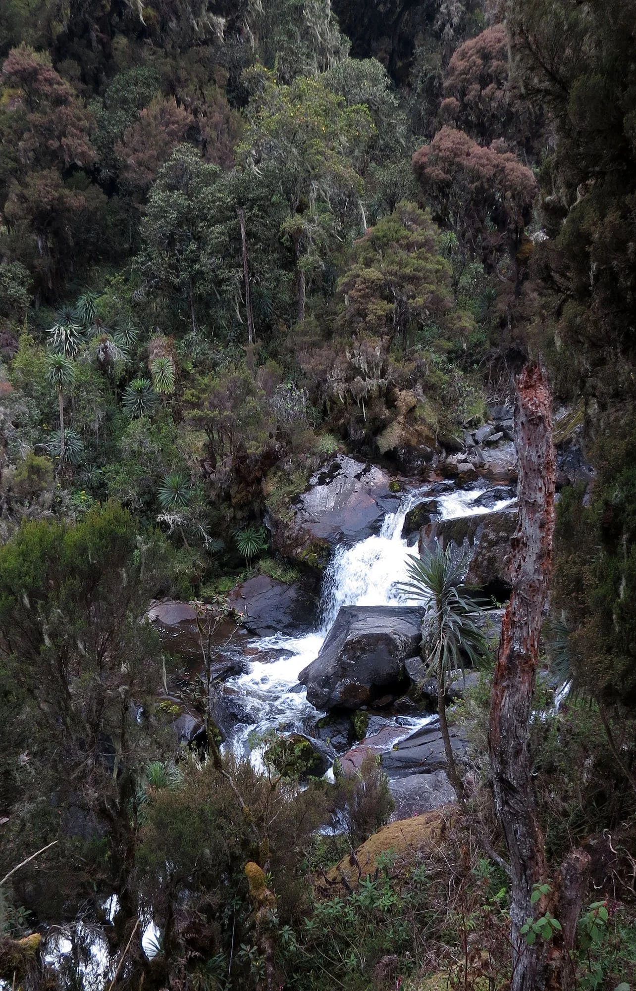 RWENZORI NATIONAL PARK UGANDA (171).JPG