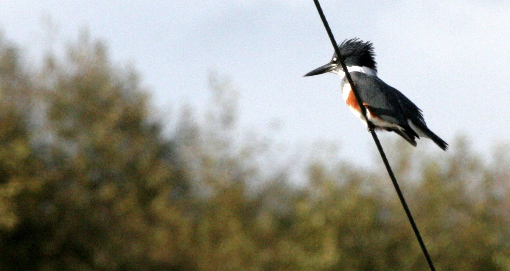 BIRD - KINGFISHER - BELTED KINGFISHER - DUNGENESS WETLANDS (2).JPG