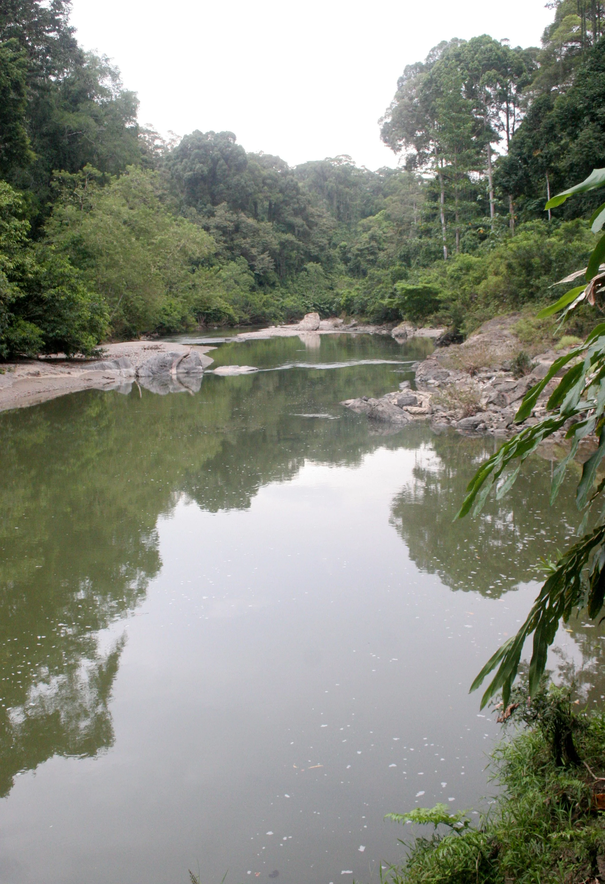 DANUM VALLEY BORNEO - RIVER SCENES (5).JPG