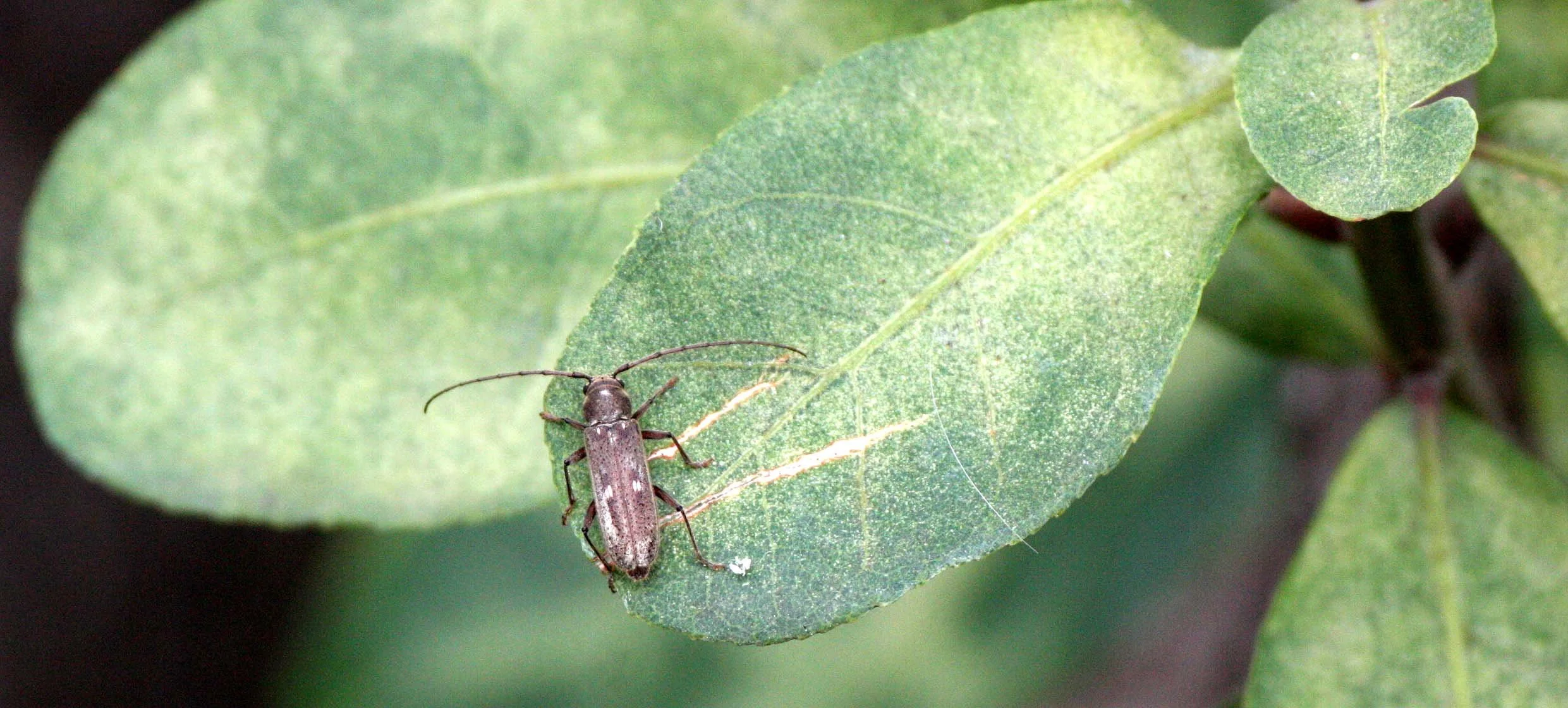 COLEOPTERA - EBURINE BEETLE - CHIANG MAI THAILAND.JPG
