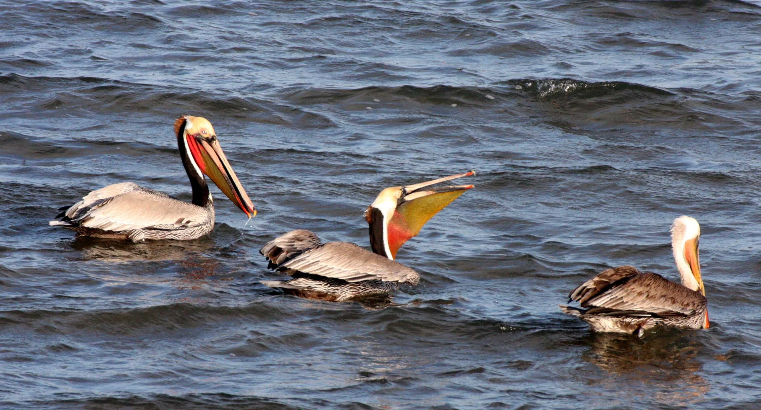 Pelecanus occidentalis - BROWN PELICAN - SAN IGNACIO LAGOON BAJA MEXICO (44).JPG