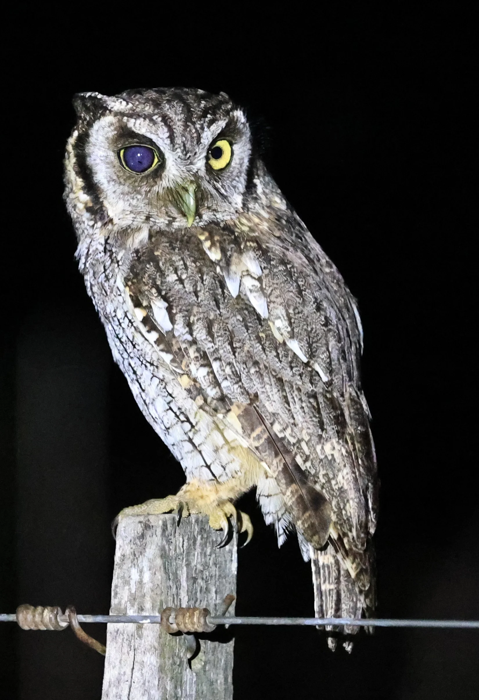 Tropical Screech-Owl (Megascops choliba) Hotel Campestre Iparoma Paraguay (17).jpg