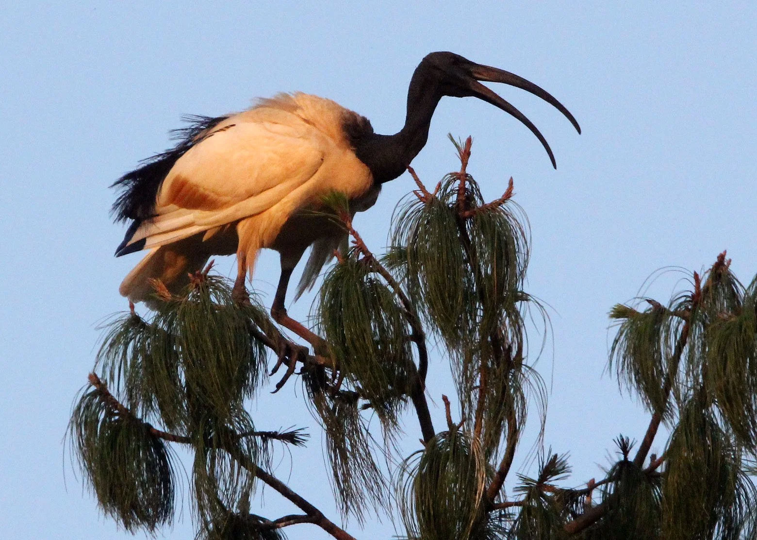 IBIS - AFRICAN SACRED IBIS - Threskiornis aethiopicus - NYUNGWE NATIONAL PARK RWANDA (560).JPG