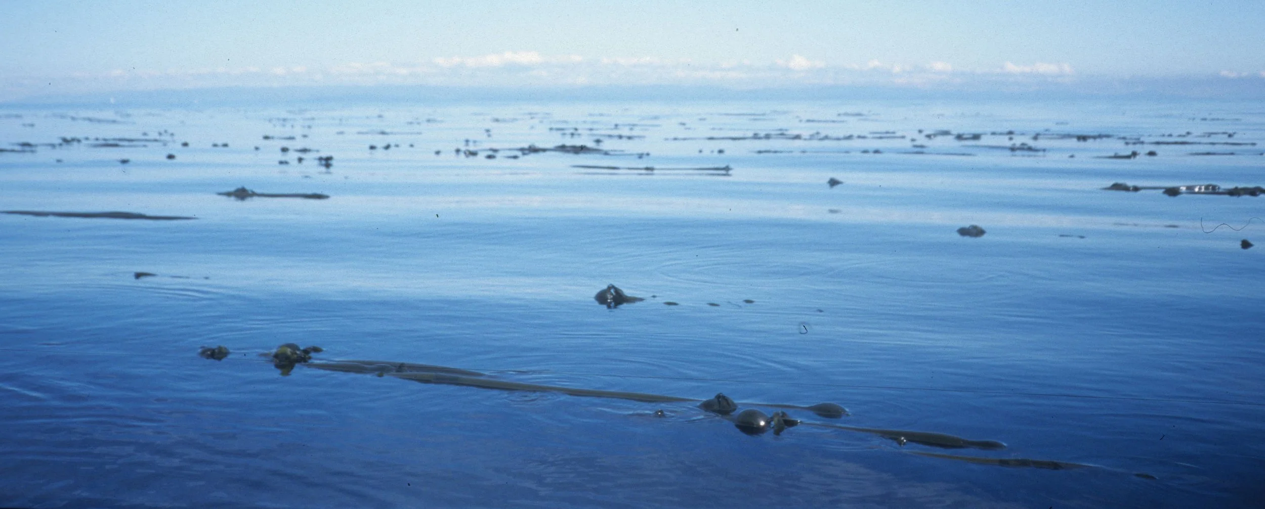 Kelp (Laminaria species)