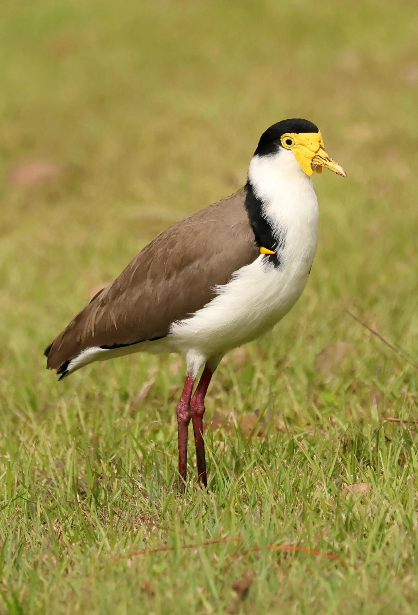 Masked Lapwing (Vanellus miles) Canungra near Lamington NP - Queensland (37).jpg