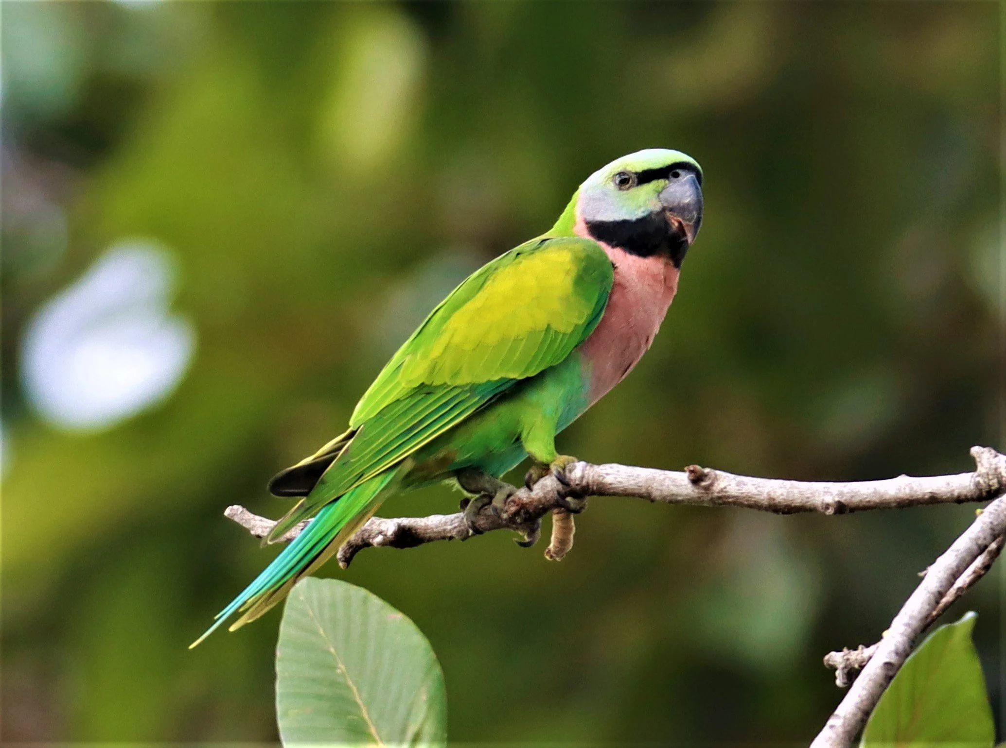 PARAKEET - RED-BREASTED PARAKEET - Psittacula alexandri - WAT SUAN YAI NONTHABURI (39).jpg