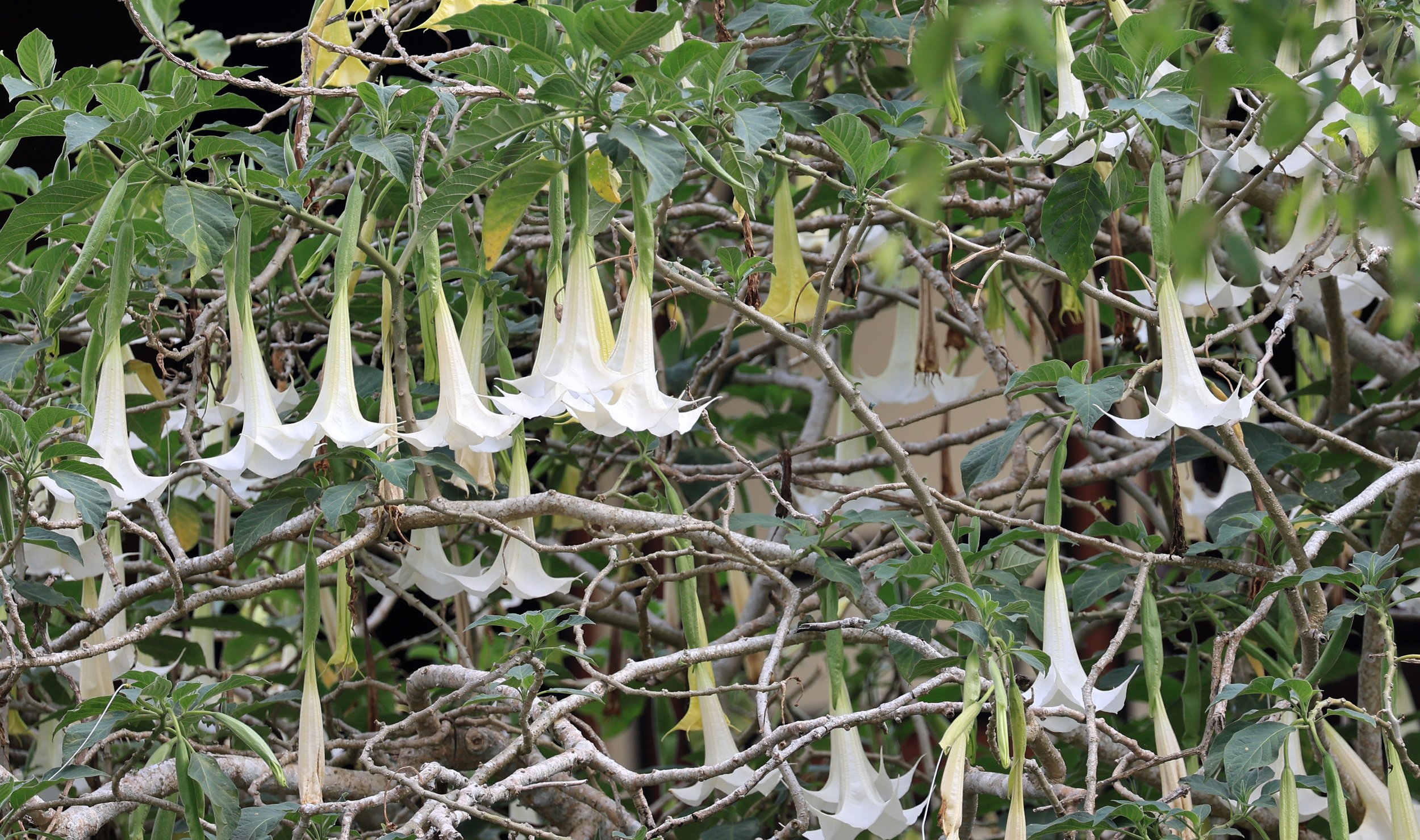 The invasive Brugmansia, commonly known as Angel's Trumpet, is a genus of seven species of highly poisonous flowering shrubs or small trees in the Solanaceae (nightshade) family, native to the South American Andes.  Known for hallucinatory effects.