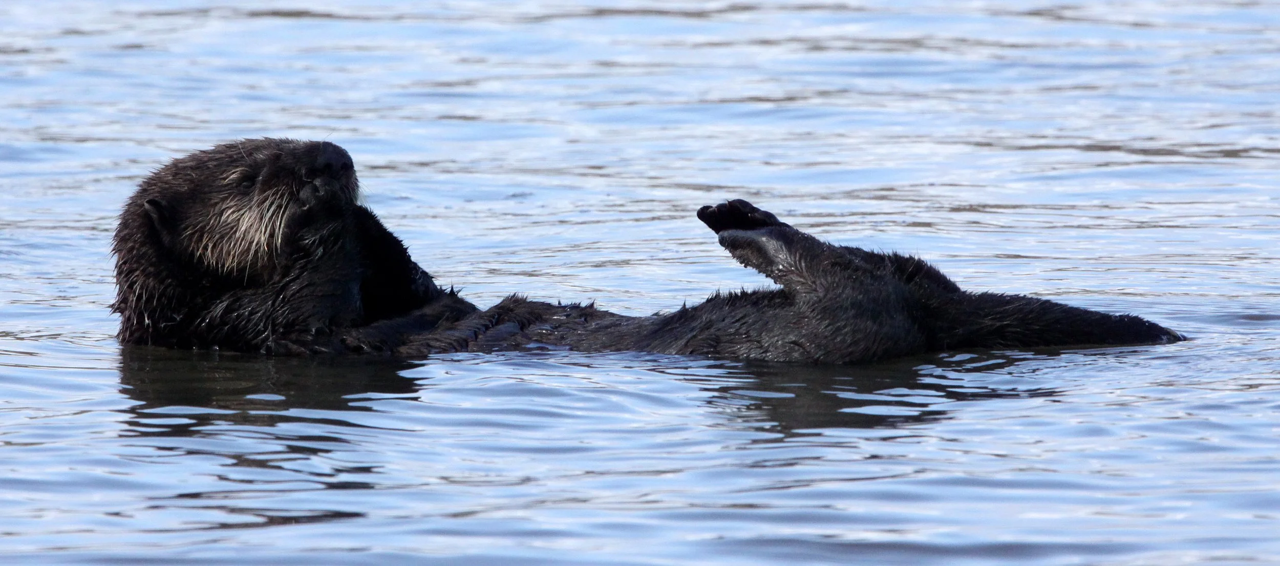 Enhydra lutris nereis - CALIFORNIA (SOUTHERN) SEA OTTER - ELKHORN SLOUGH  WILDLIFE REFUGE CALIFORNIA (51).JPG
