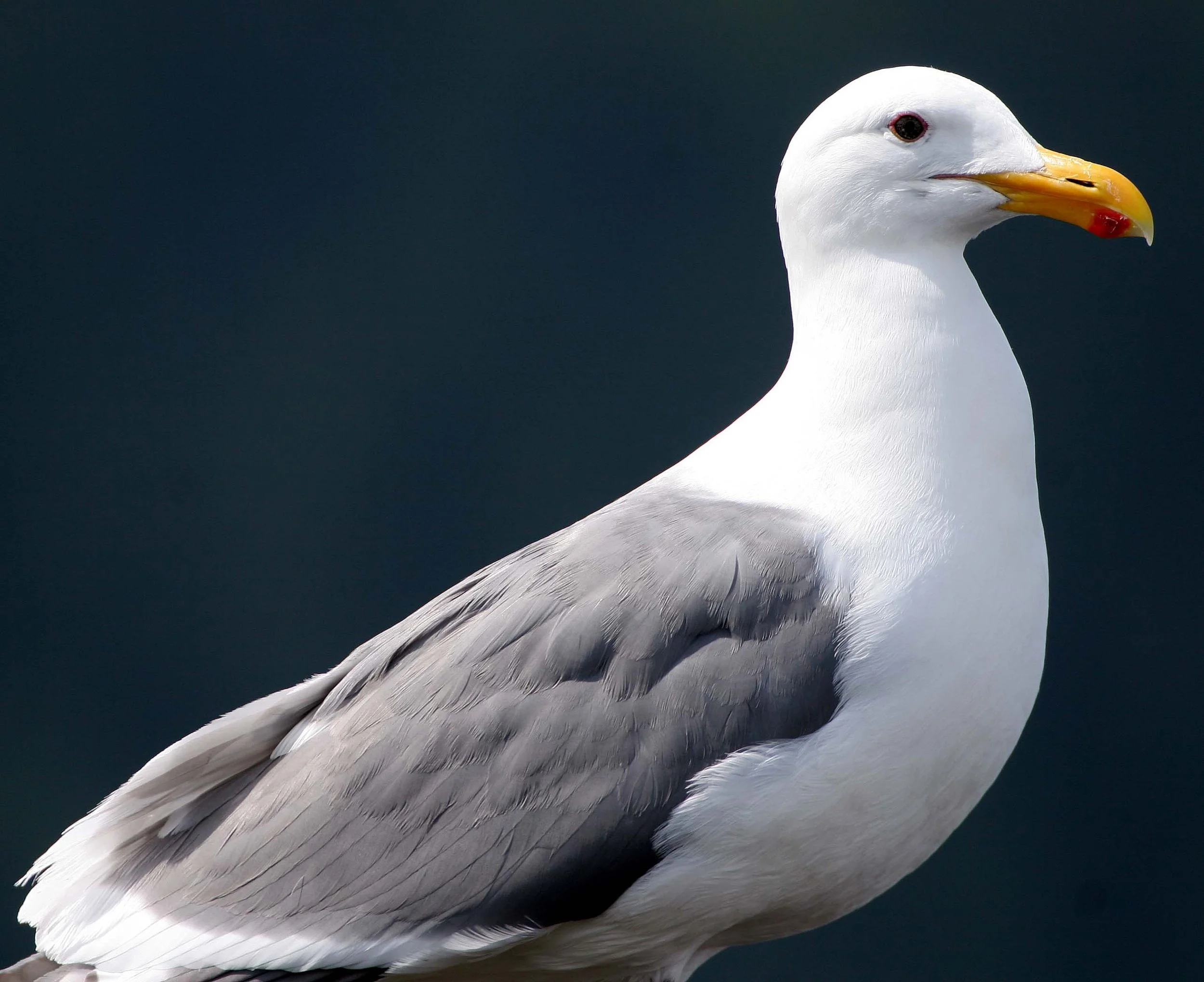 BIRD - GULL - WESTERN - SALT CREEK (6).jpg