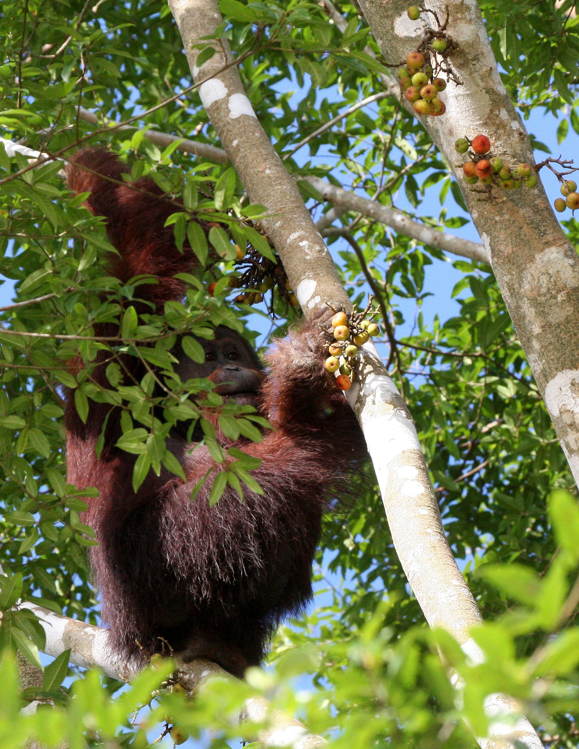 HOMINIDAE - Pongo pygmaeus morio - KINABATANGAN RIVER BORNEO (93).JPG