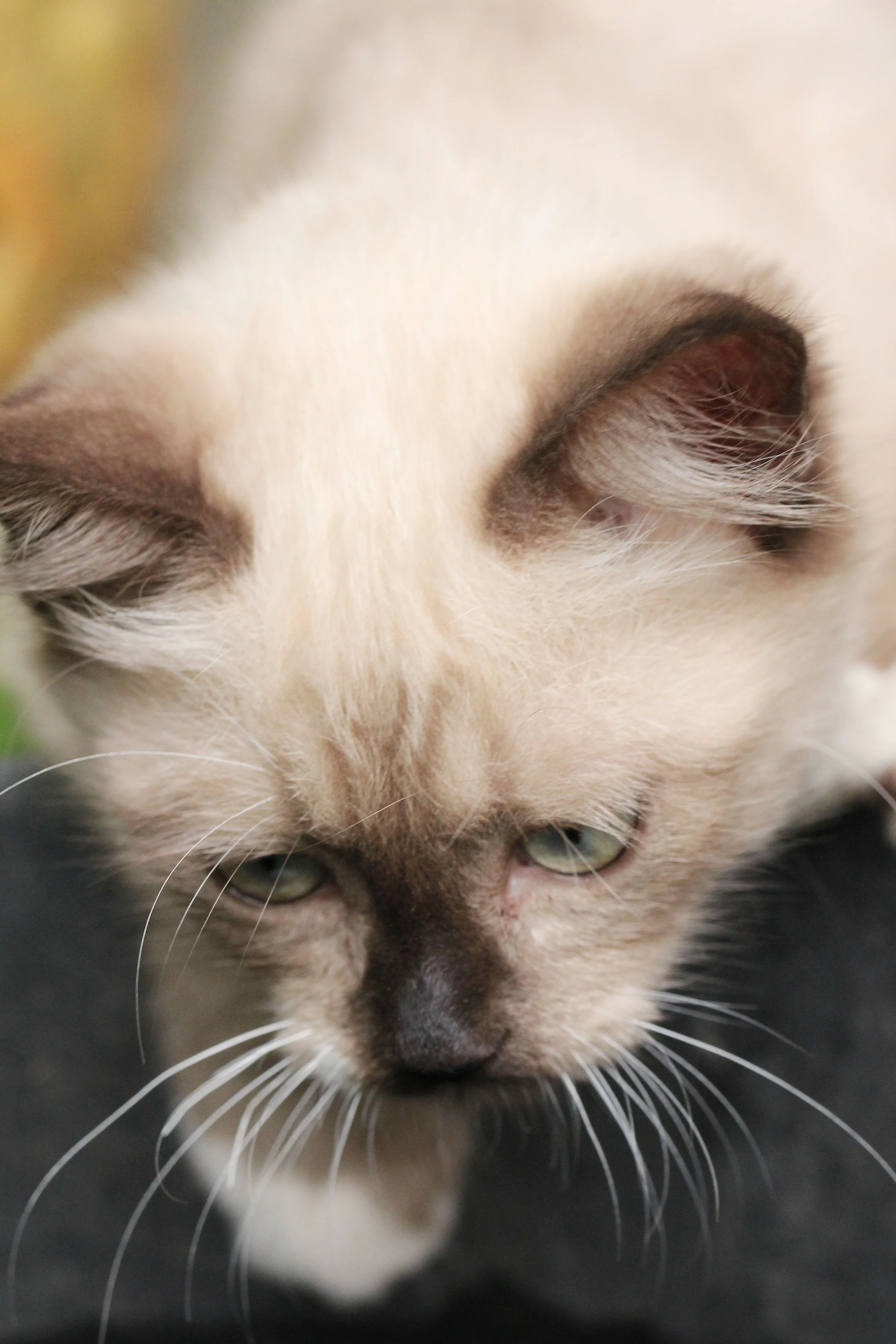 2015 Koh Lanta October Break Trip  (180).JPG