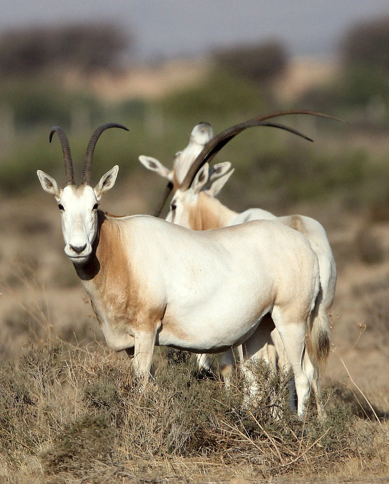 ORYX - SCIMMITAR-HORNED ORYX - Oryx dammah - BOUHEDMA NATIONAL PARK TUNISIA (81).JPG