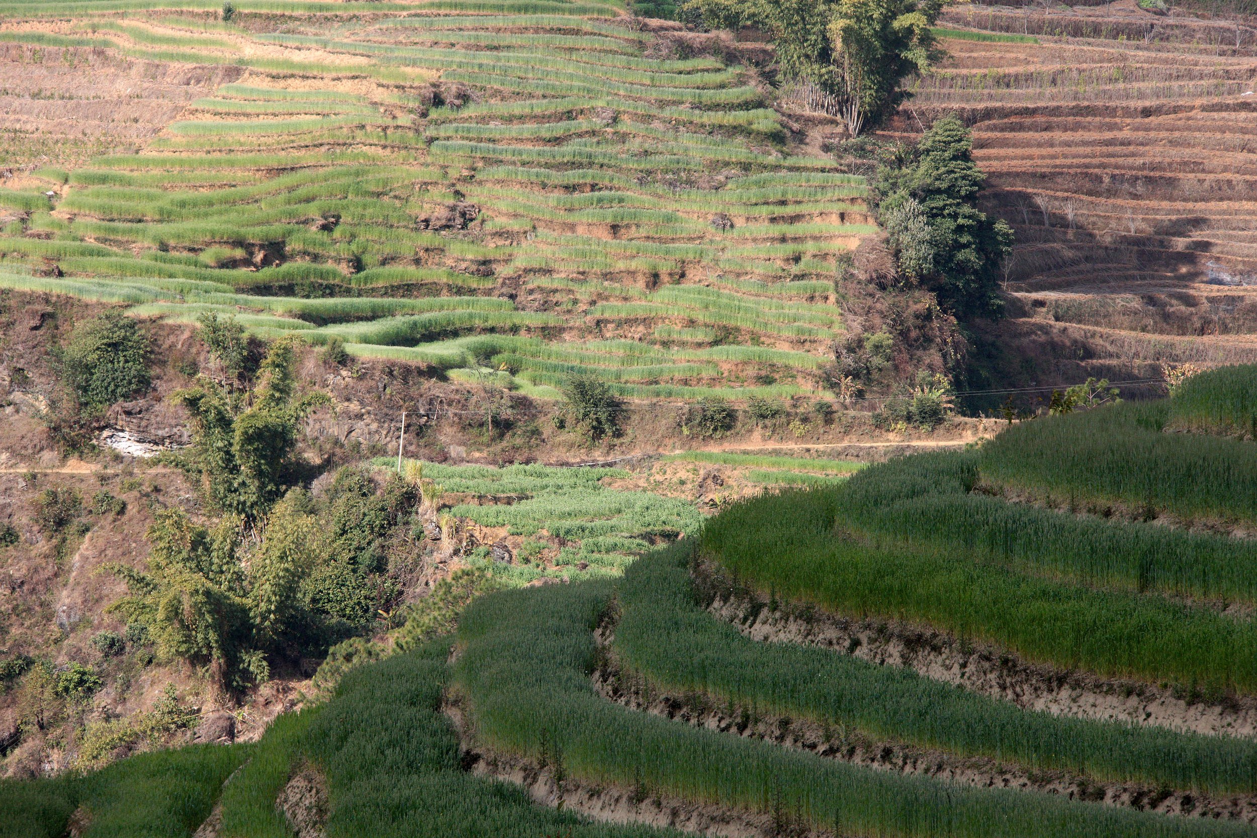 YUNNAN - WULIANGSHAN NATURE RESERVE AND SURROUNDING REGION (10).JPG
