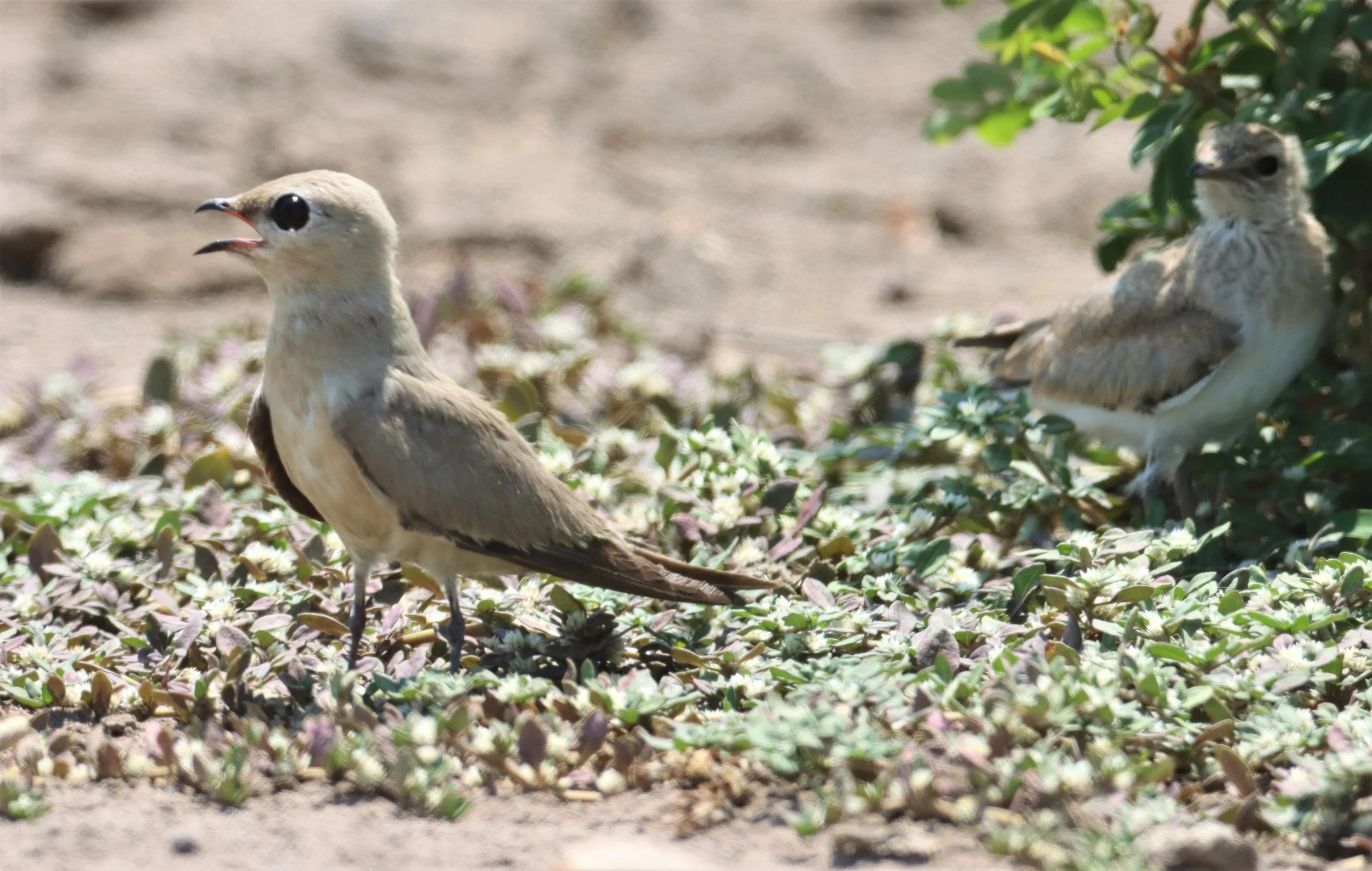 PRATINCOLE - SMALL PRATINCOLE - Glareola lactea - BANG KHAEM WETLANDS NAKHON PATHOM (7).jpg