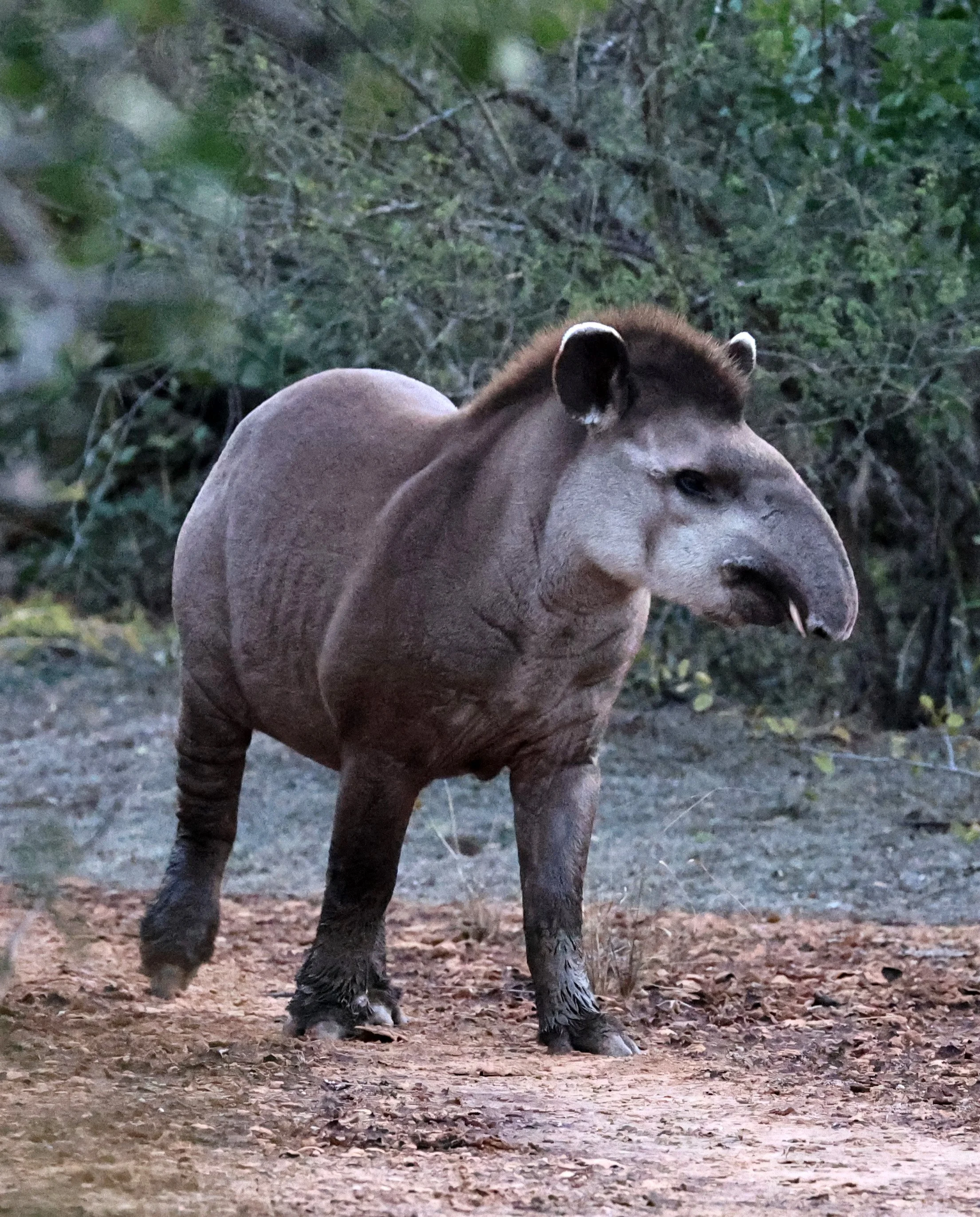 South American Tapir (Tapirus terrestris) Parque Nacional Teniente Agripino Enciso (19).jpg